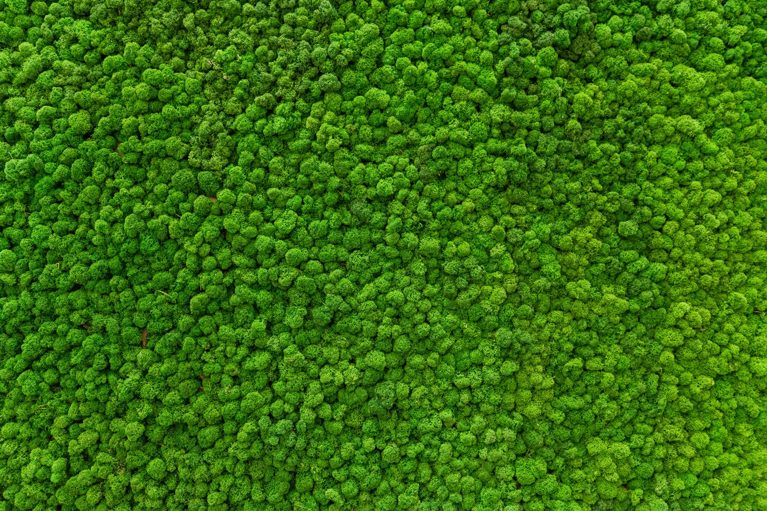 queence XXL-Wandbild "Akustikbild Moos Moosbild, bedruckt" Blätter  Blätter günstig online kaufen