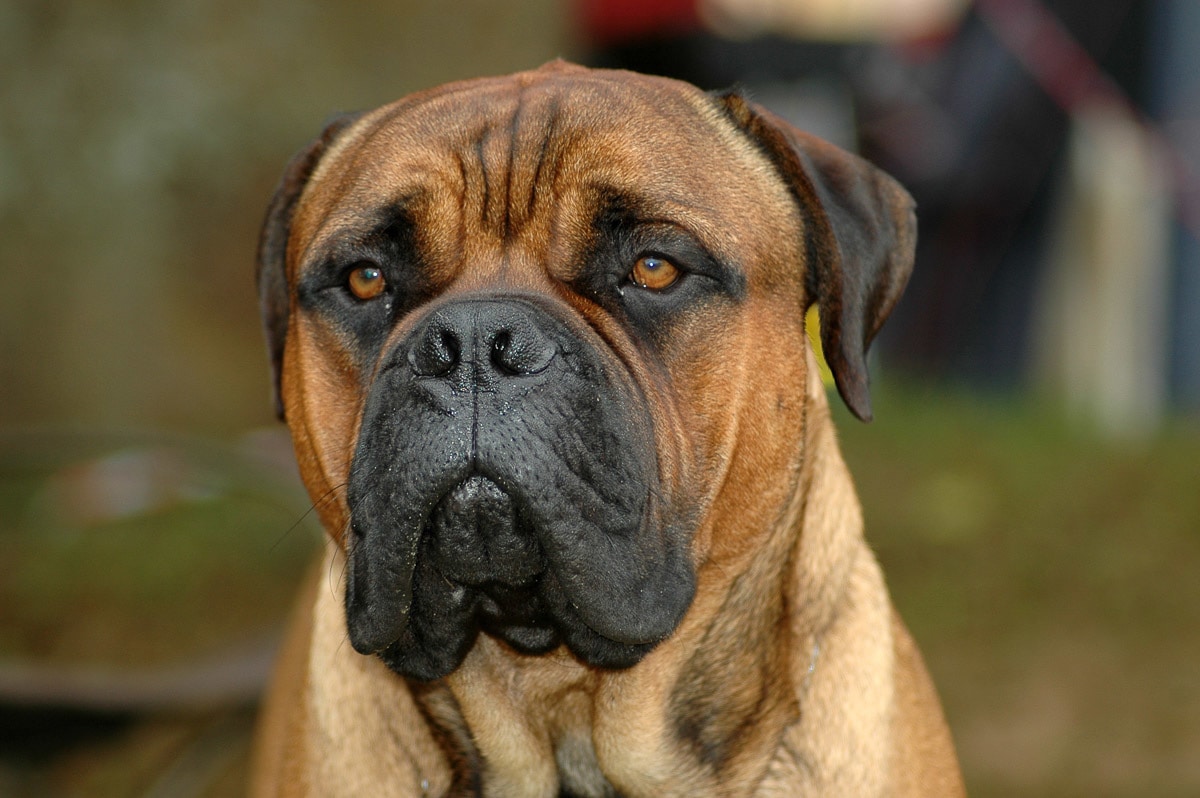 Papermoon Fototapete "Bullmastiff-Porträt" günstig online kaufen