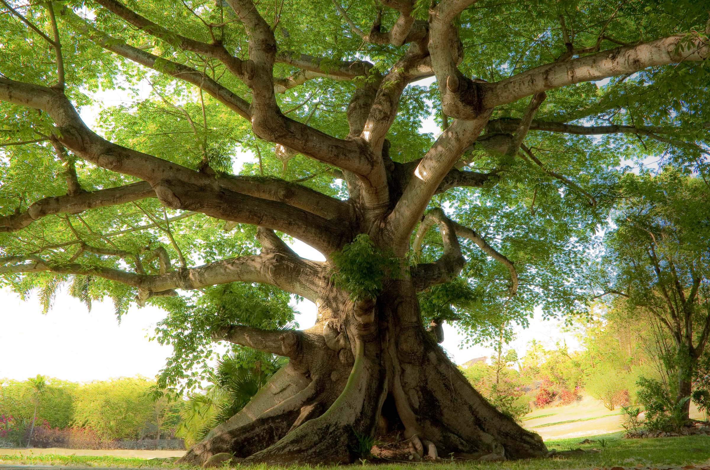 Papermoon Fototapete "Peaceful Tree" glatt günstig online kaufen