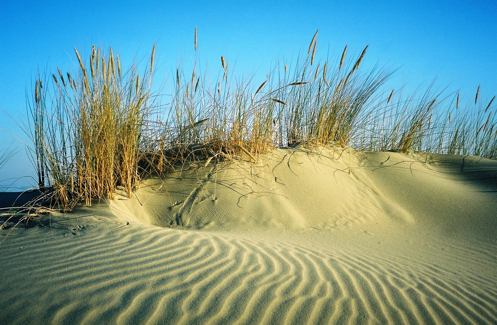 Papermoon Fototapete »DÜNEN-STRAND MEER SEE OZEAN SAND GRAS NORDSEE OSTSEE«