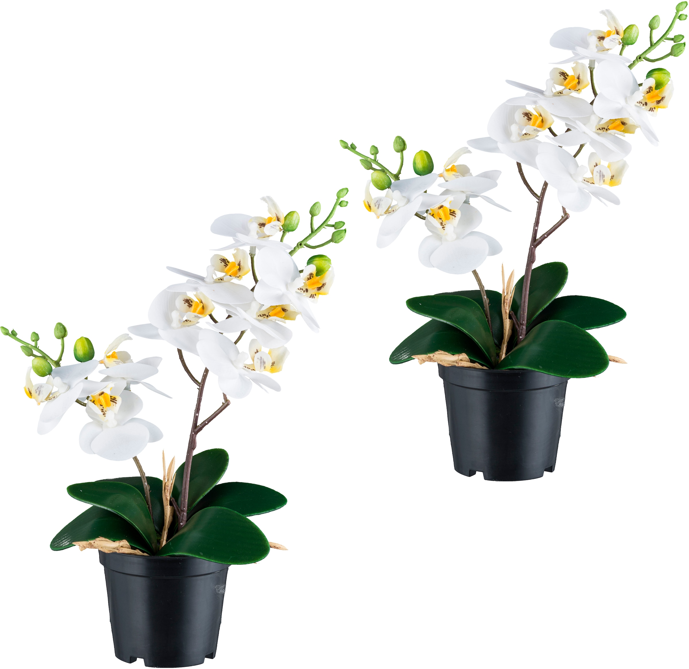 Creativ green Kunstorchidee "Orchidee Phalaenopsis", mit real-touch-Blüten