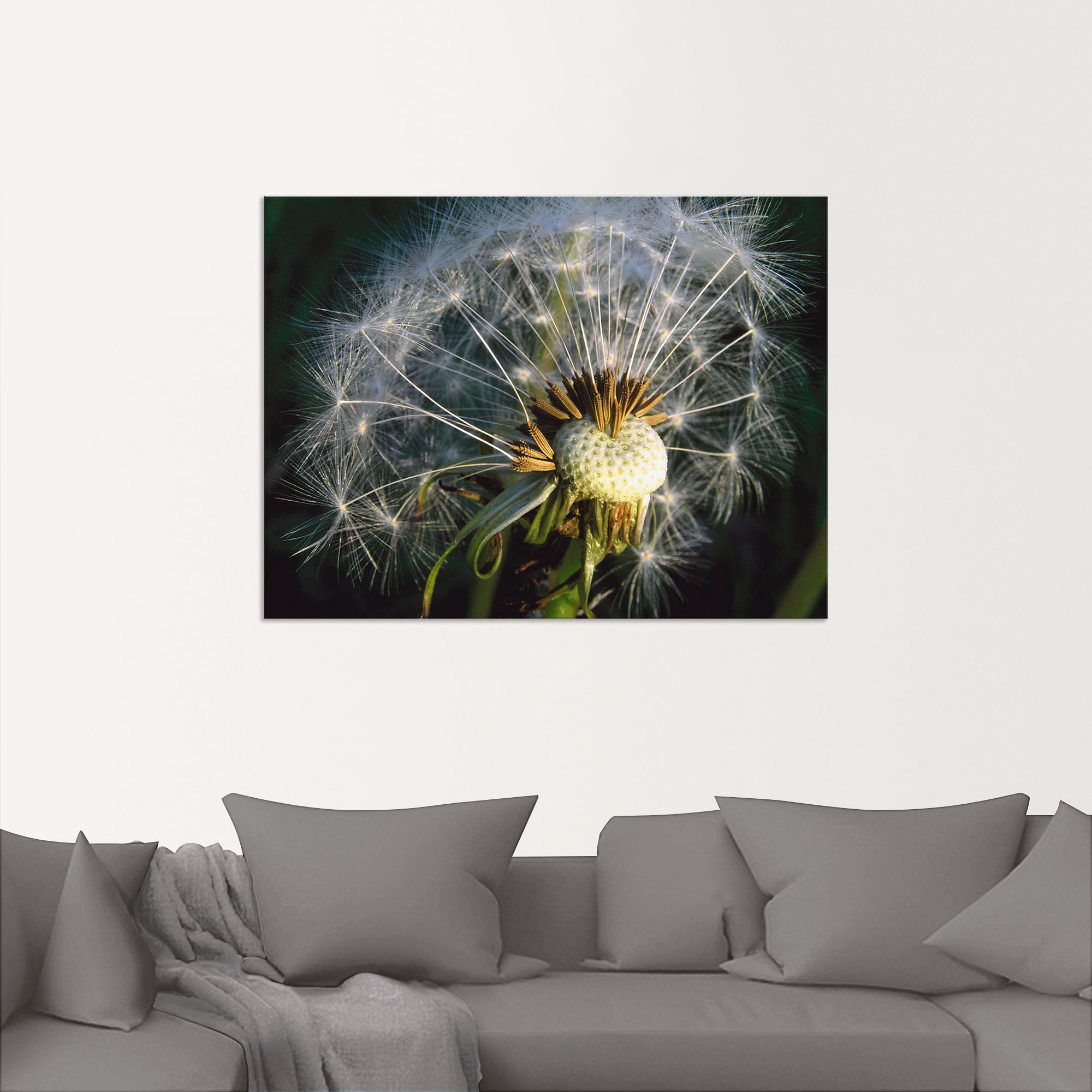 Artland Poster »Pusteblume«, Blumen, (1 St.), als Alubild, Leinwandbild, Wandaufkleber oder Poster in versch. Größen