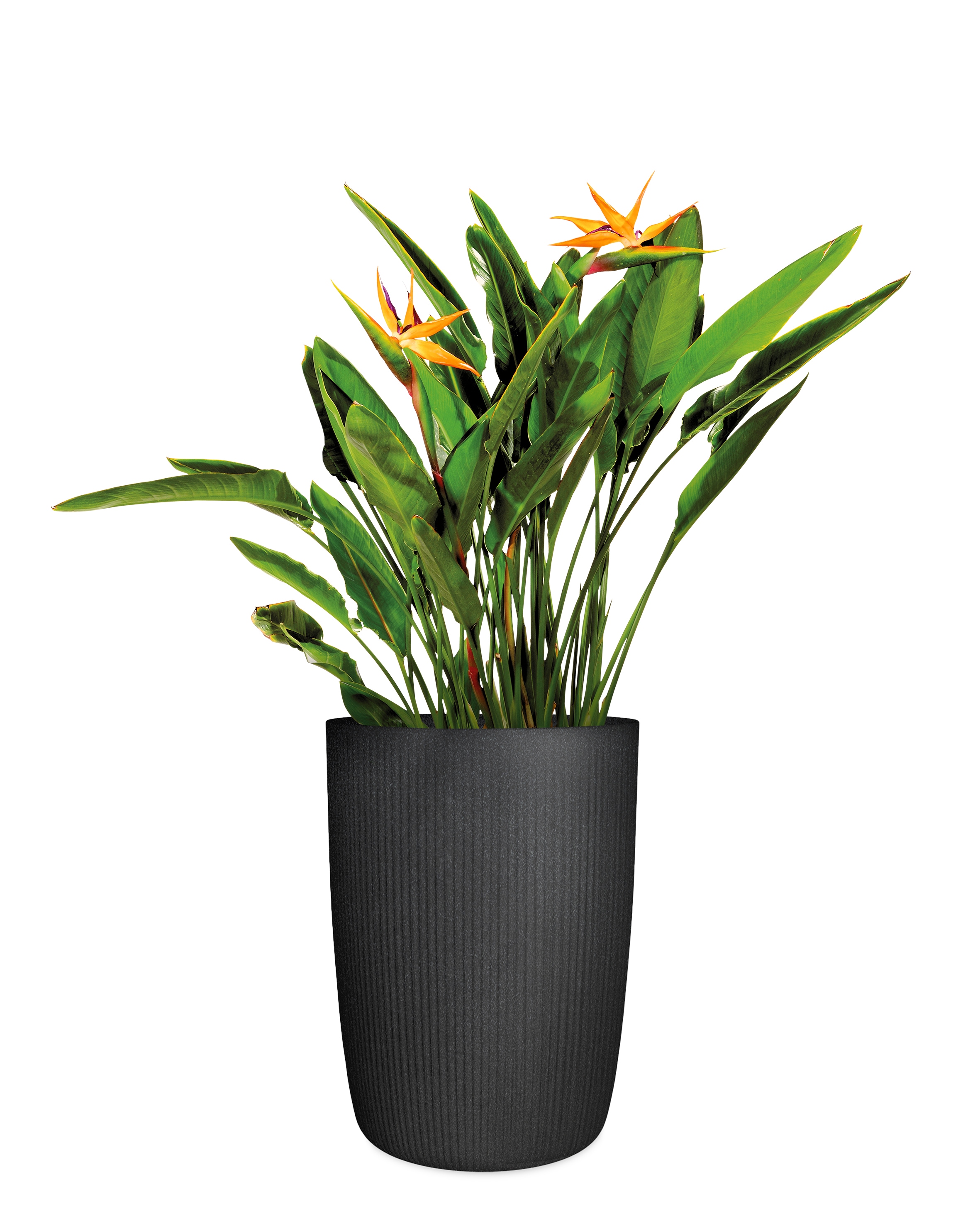 Scheurich Übertopf »40/260 LINETTO HIGH« Hochgefäß/Pflanzgefäß aus Kunststoff, ØxH: 28,5x39,9 cm