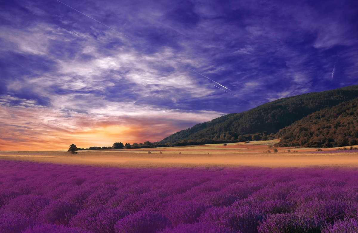 Papermoon Fototapete "PANORAMA-LANDSCHAFT VIOLETT GEBIRGE WIESE FELD LAVENDEL"