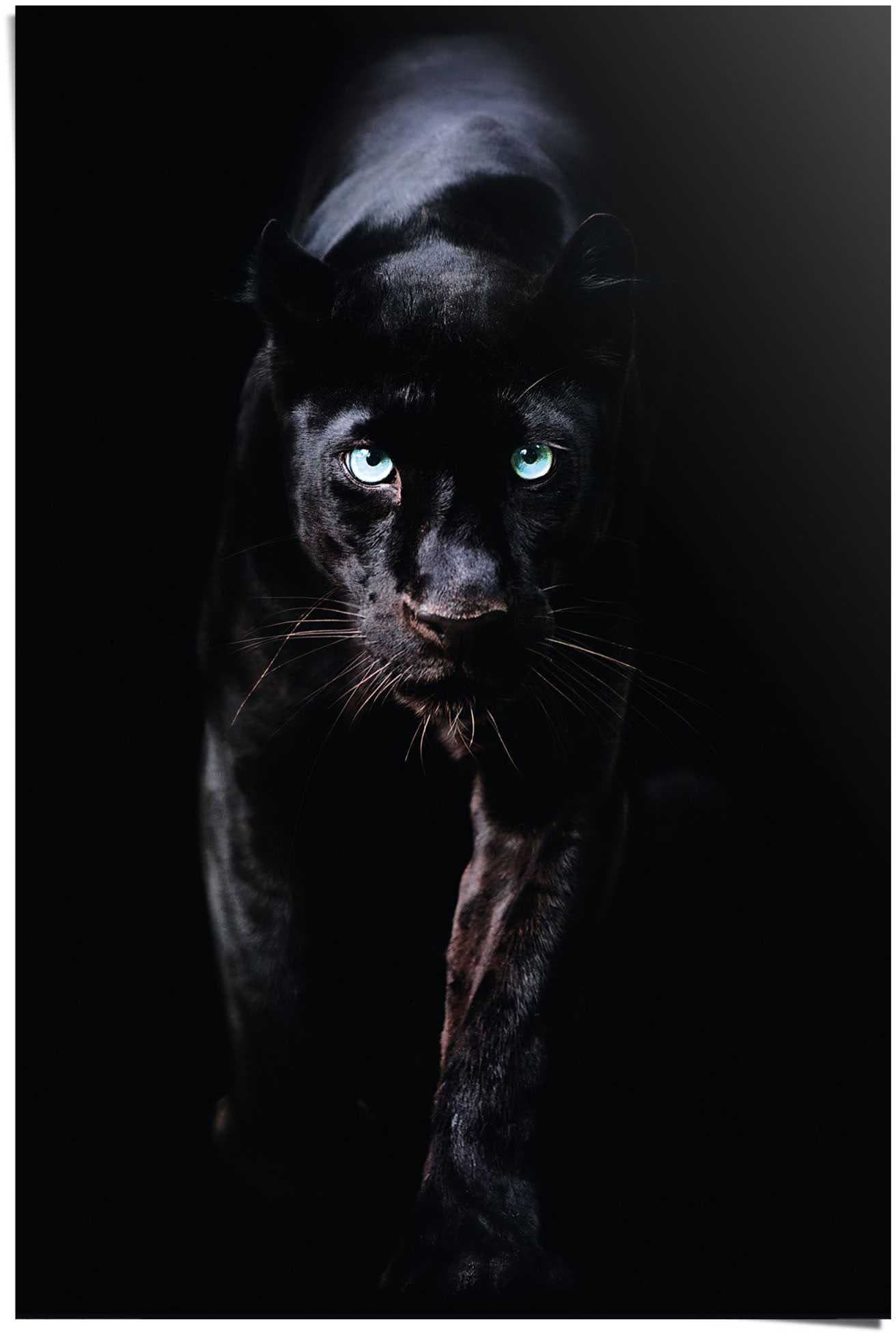 Reinders Poster "Poster Schwarzer Panther" Tiere 1 Stk. tlg. günstig online kaufen