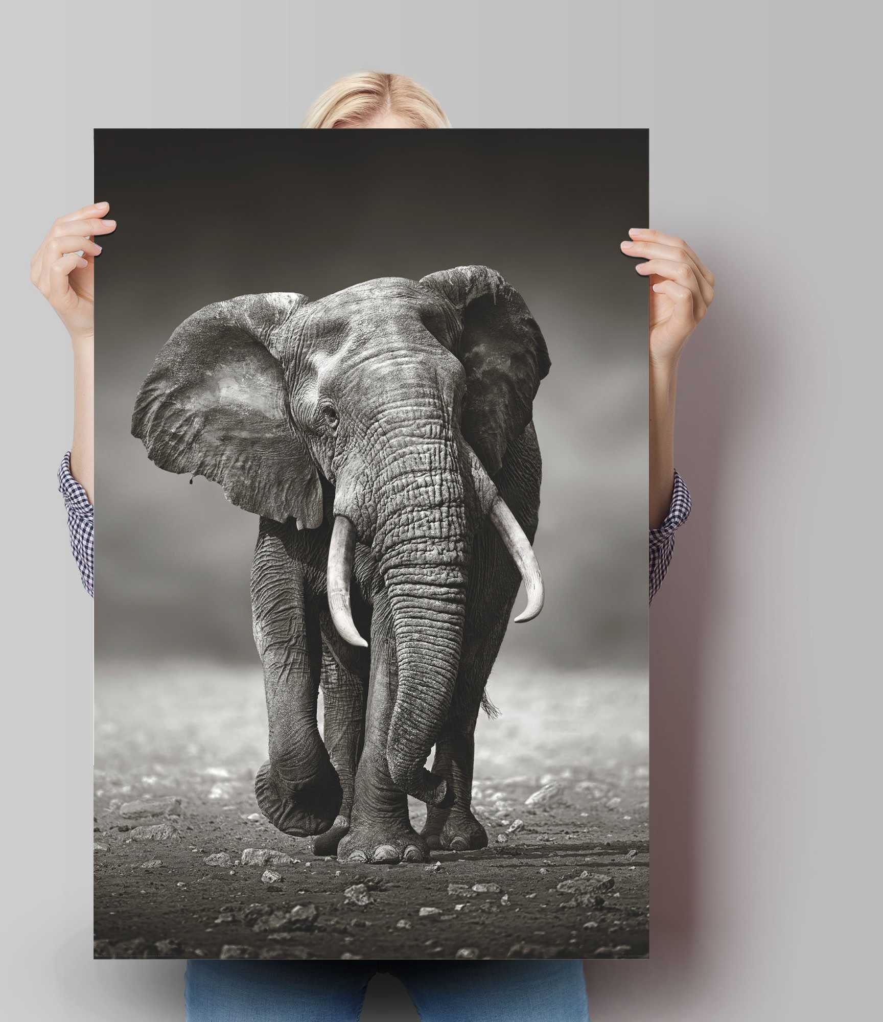 Reinders Poster "Poster Elefant Wanderung" Elefanten 1 Stk. tlg. günstig online kaufen