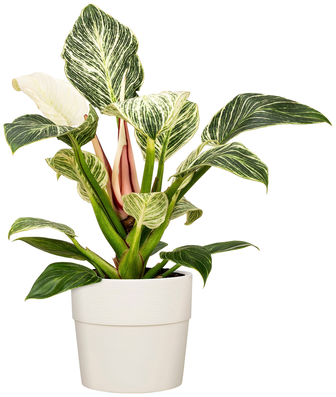 Scheurich Blumentopf »BIANCO 40/224«, ØxH: 38x35,2 cm