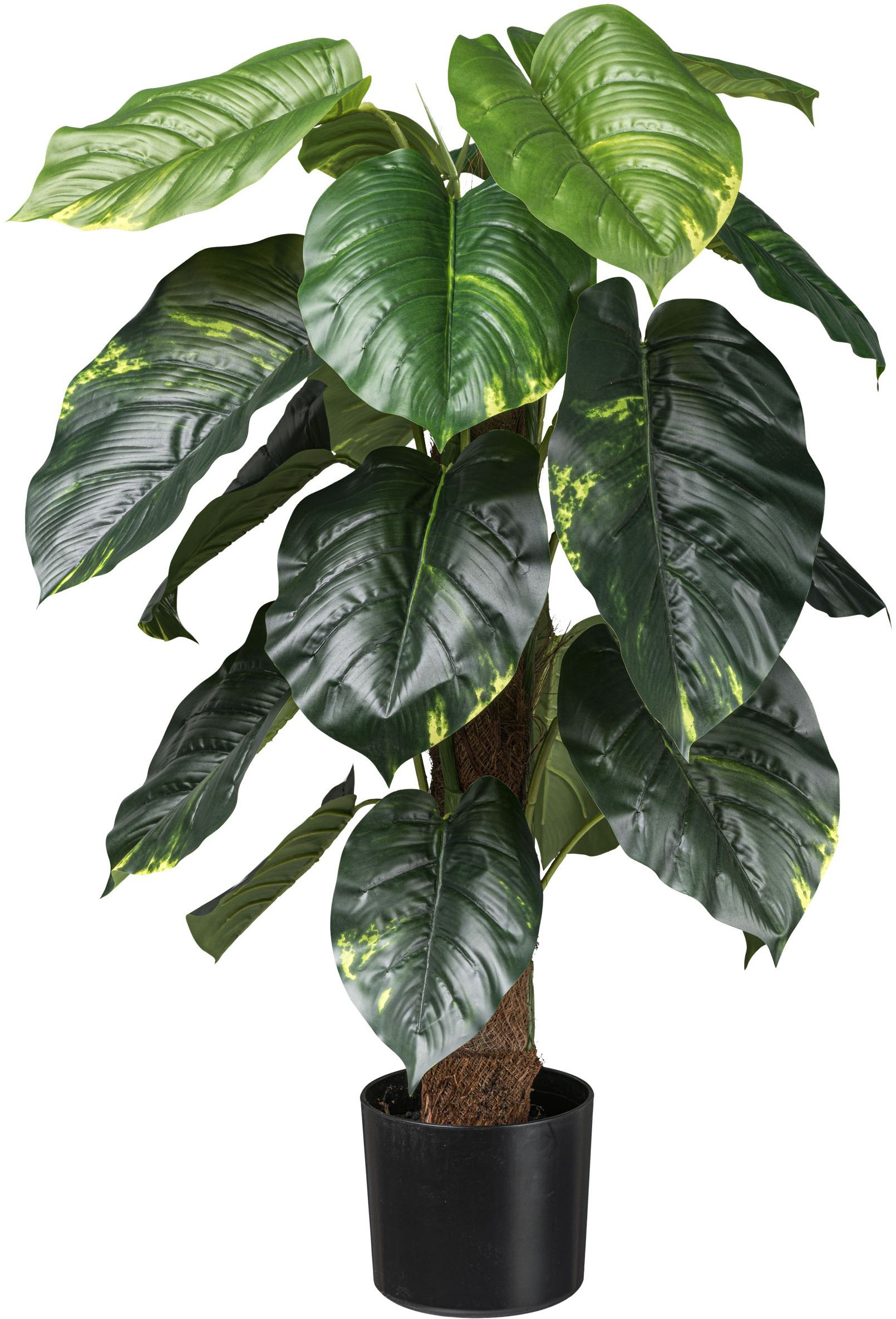 Creativ green Künstliche Zimmerpflanze "Philodendron Scandens", mit Kokosfa günstig online kaufen