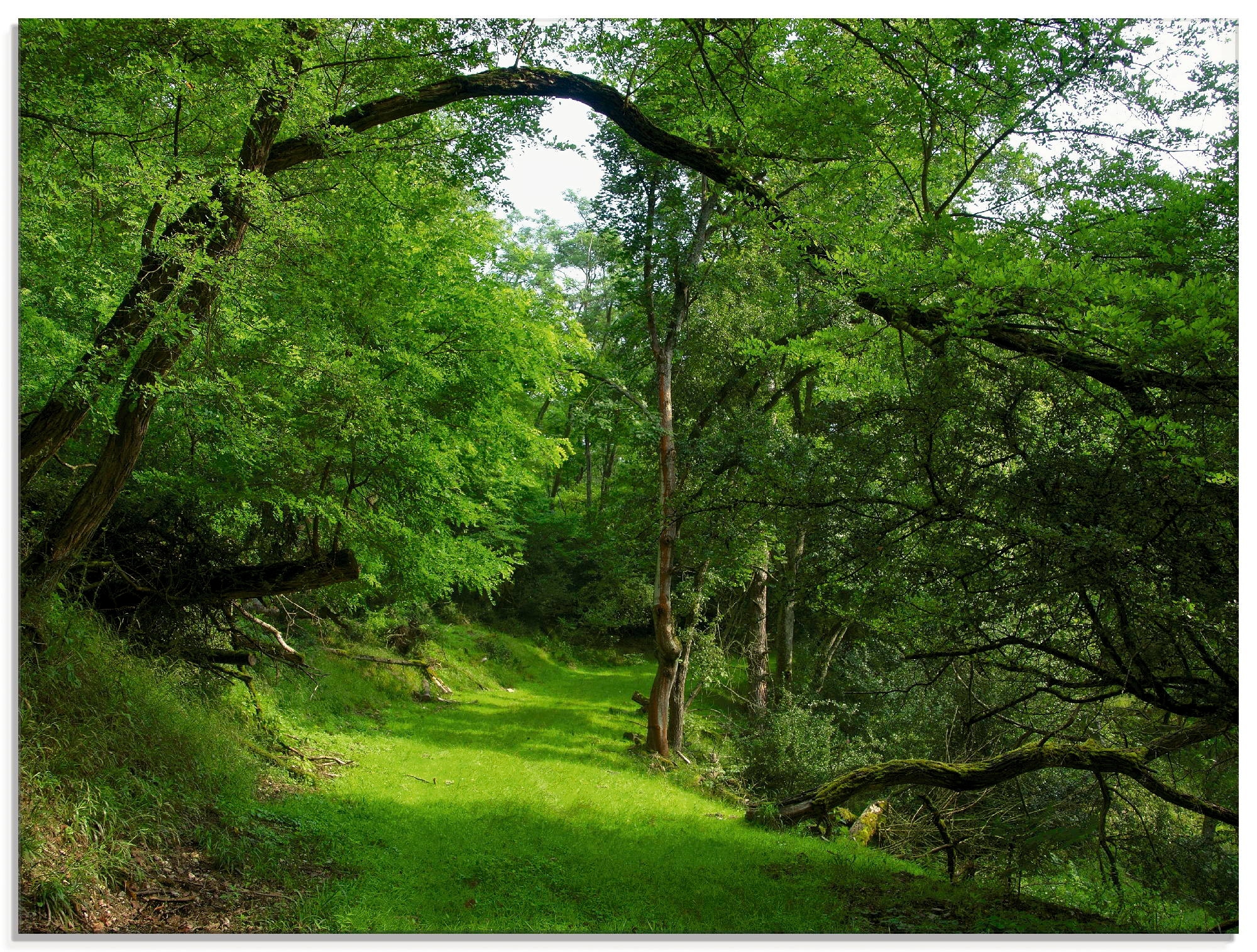 Glasbild »Grüner Weg durch den Wald«, Wald, (1 St.), in verschiedenen Größen