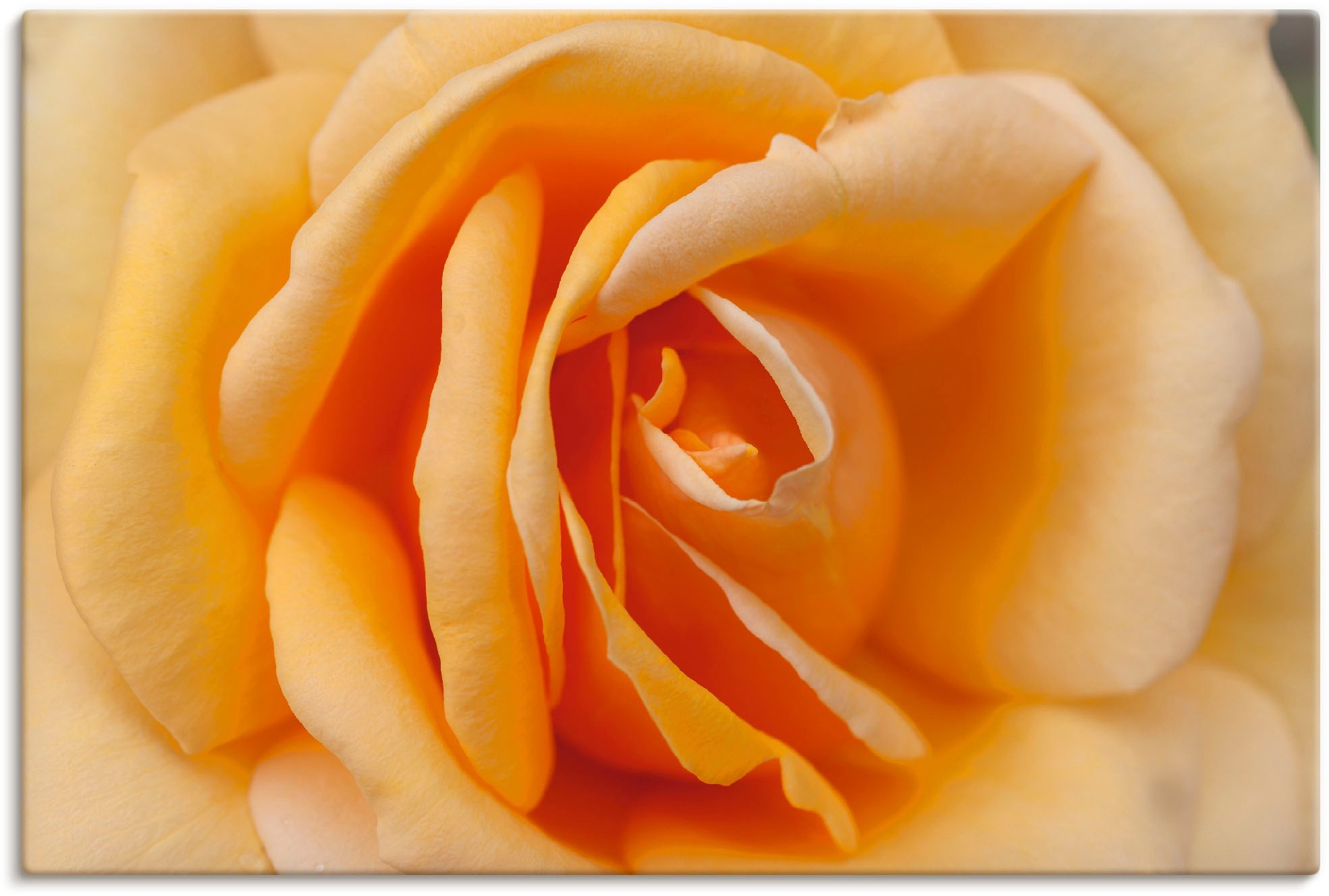 Artland Wandbild "Zarte Rose in Orange", Blumenbilder, (1 St.), als Leinwan günstig online kaufen