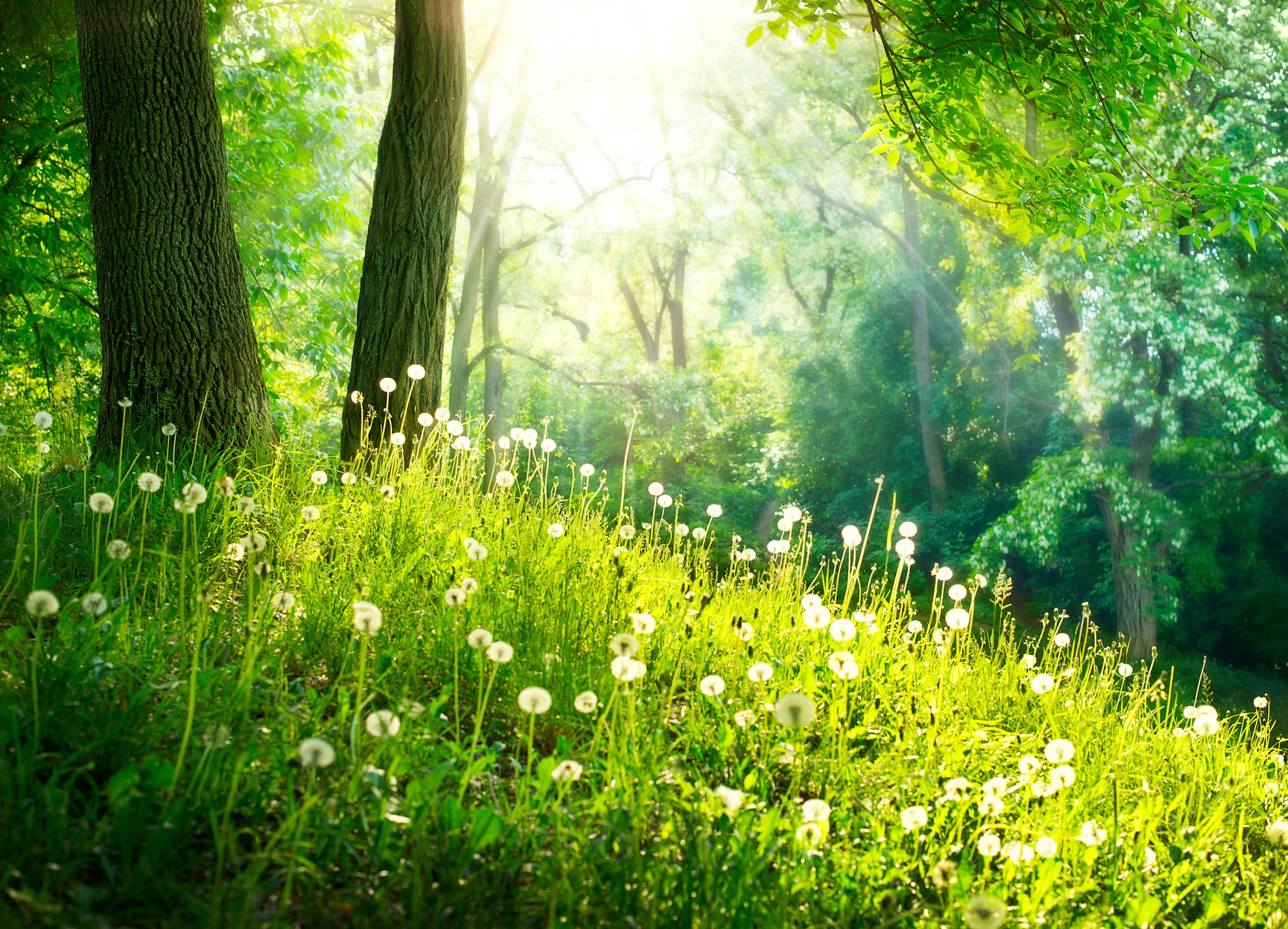 Papermoon Fototapetas »Green Grass and Trees«
