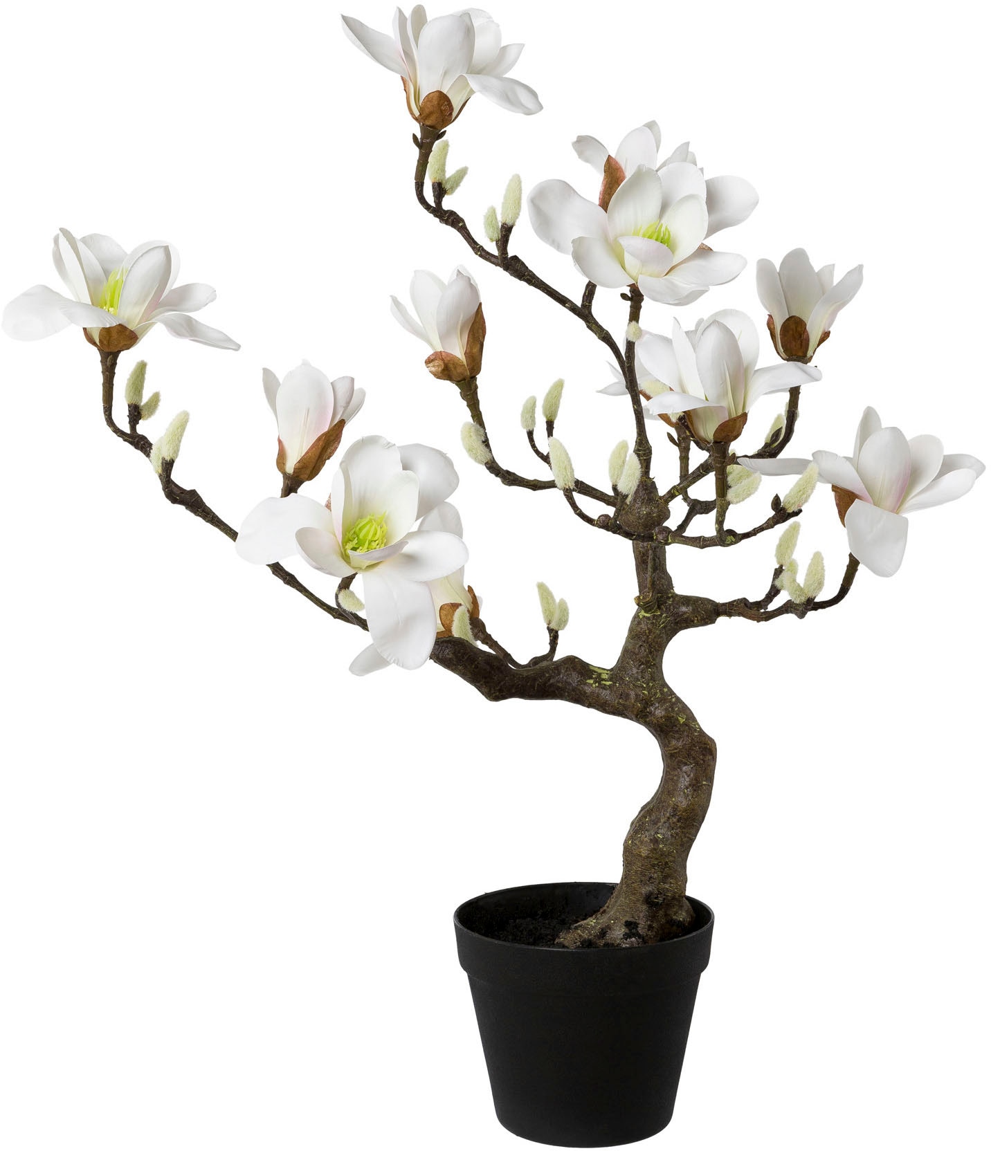Creativ green Kunstpflanze »Magnolienbaum«, im Kunststofftopf bestellen |  BAUR