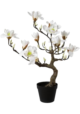 Creativ green Kunstpflanze »Magnolienbaum« im Kunsts...