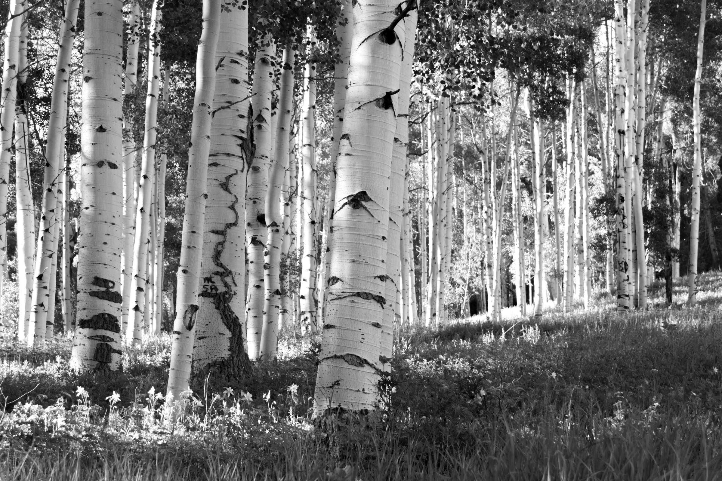 Papermoon Fototapete »Birkenwald Schwarz & Weiß«