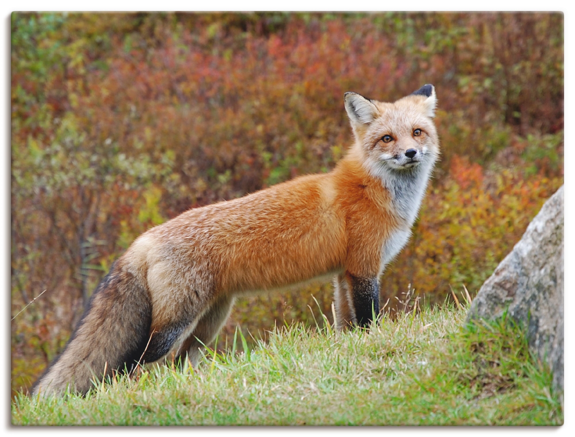 Artland Wandbild »Fuchs I«, Wildtiere, (1 St.), als Leinwandbild, Poster in verschied. Größen