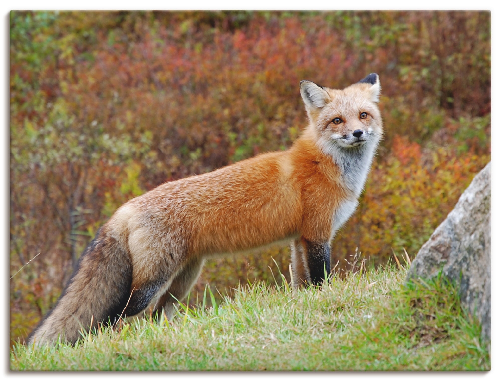 Artland Wandbild "Fuchs I", Wildtiere, (1 St.), als Leinwandbild, Poster in verschied. Größen