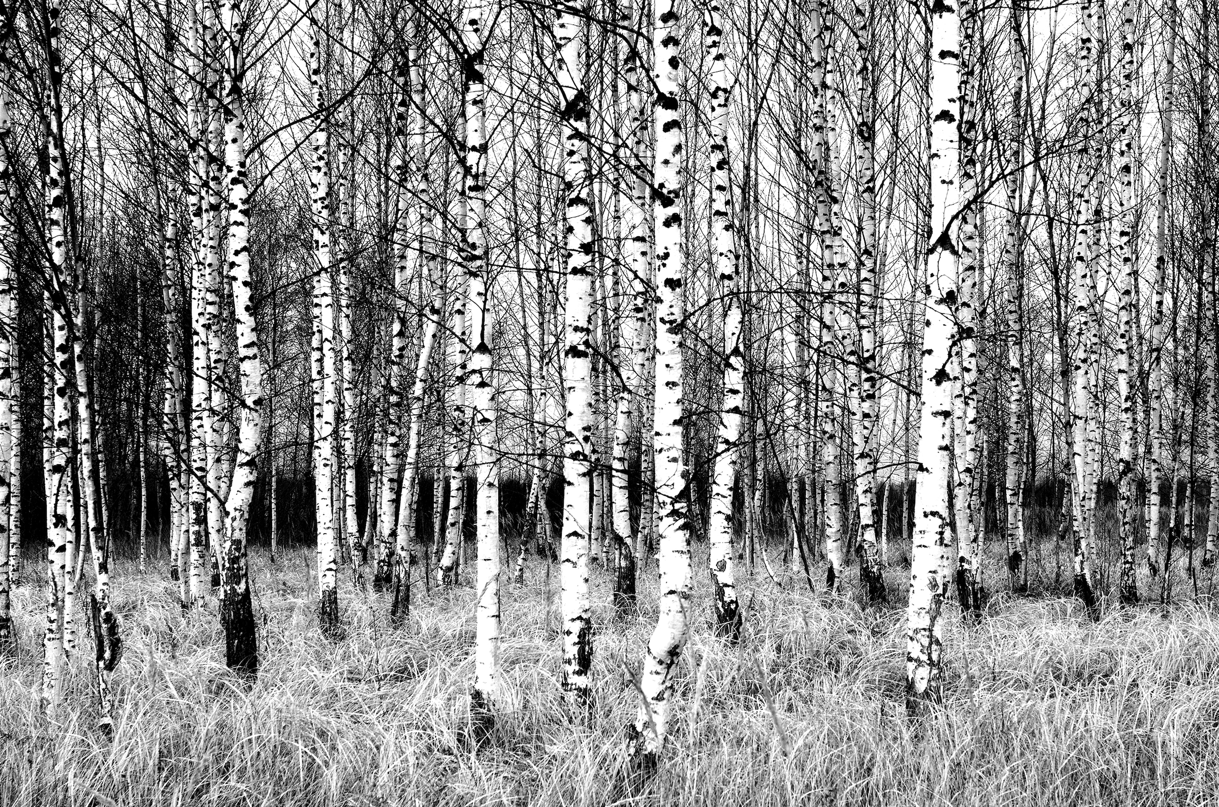 Papermoon Fototapete "Birkenwald Schwarz & Weiß" günstig online kaufen