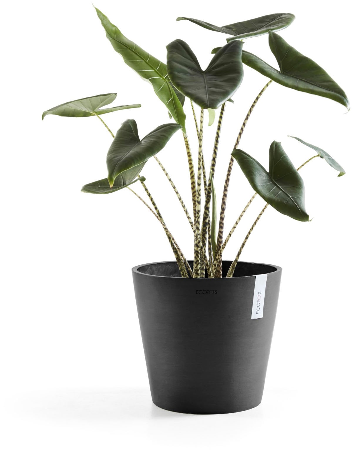 ECOPOTS Blumentopf »Amsterdam« ØxH: 30x26,3 cm