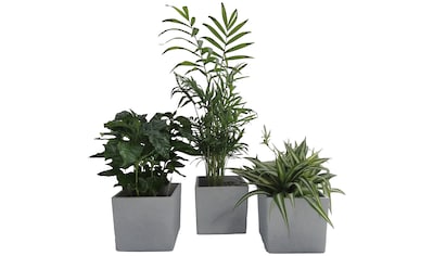 Dominik Zimmerpflanze »Palmen-Set«, (3 St.), Höhe: 30 cm, 3 Pflanzen in Dekotöpfen kaufen