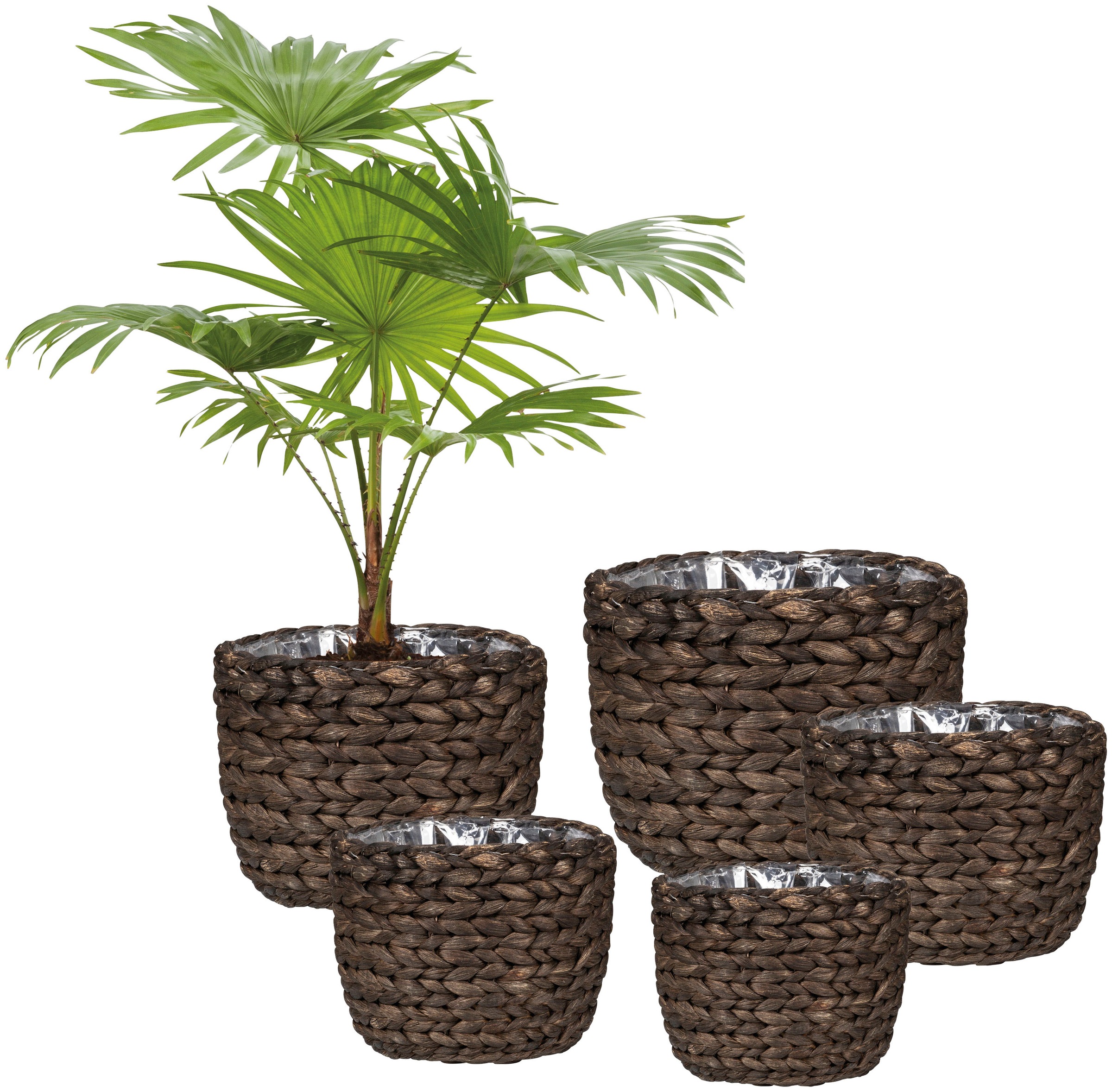 Scheurich Wasserhyazinthentopf »brown 28/505«