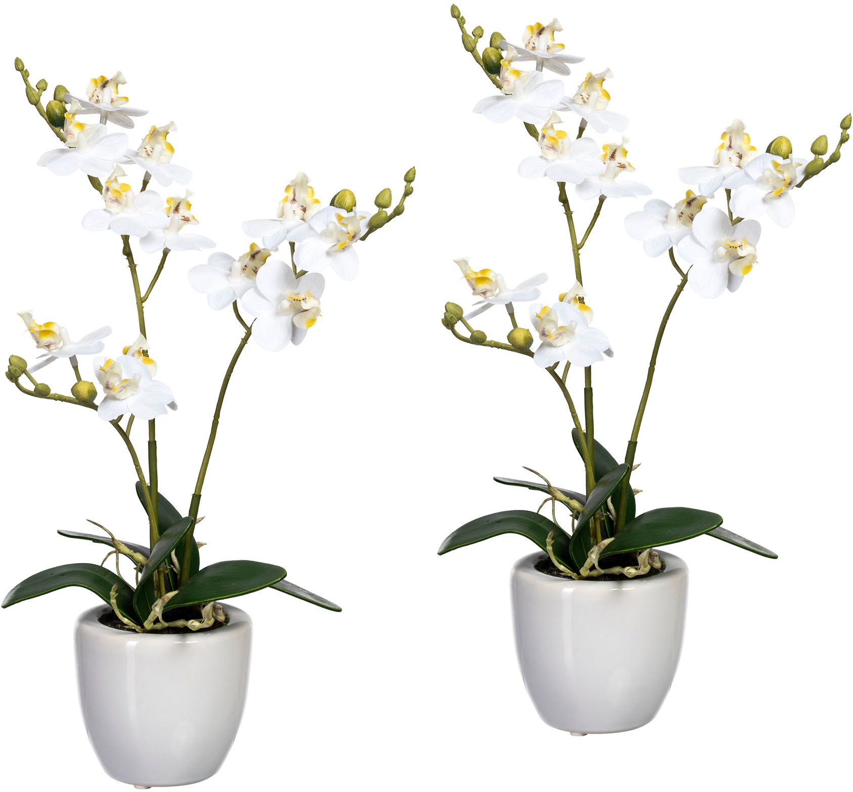 Creativ green Kunstorchidee »Phalaenopsis«, (2 St.), im Keramiktopf, 2er Set kaufen