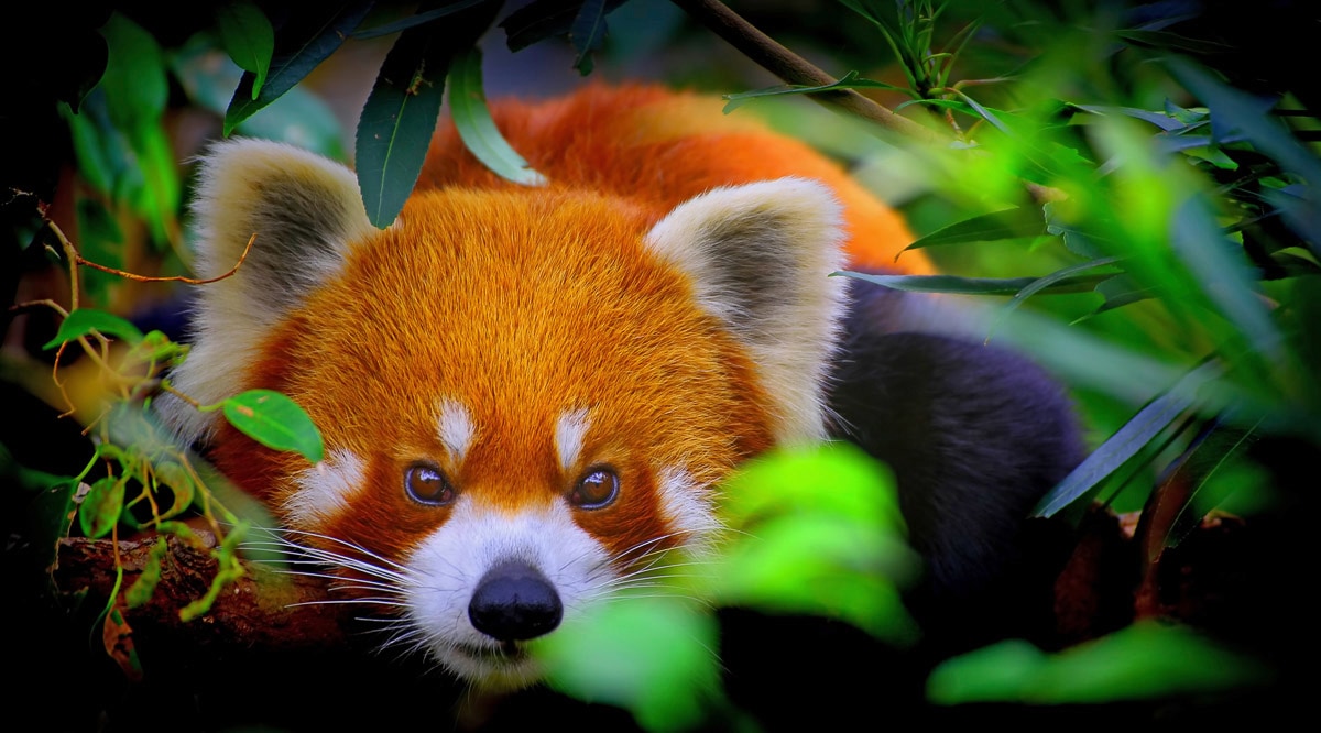 Papermoon Fototapete "Rotes Panda-Porträt"