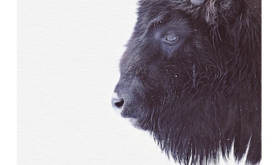 Fototapete »ARTist Black Buffalo«