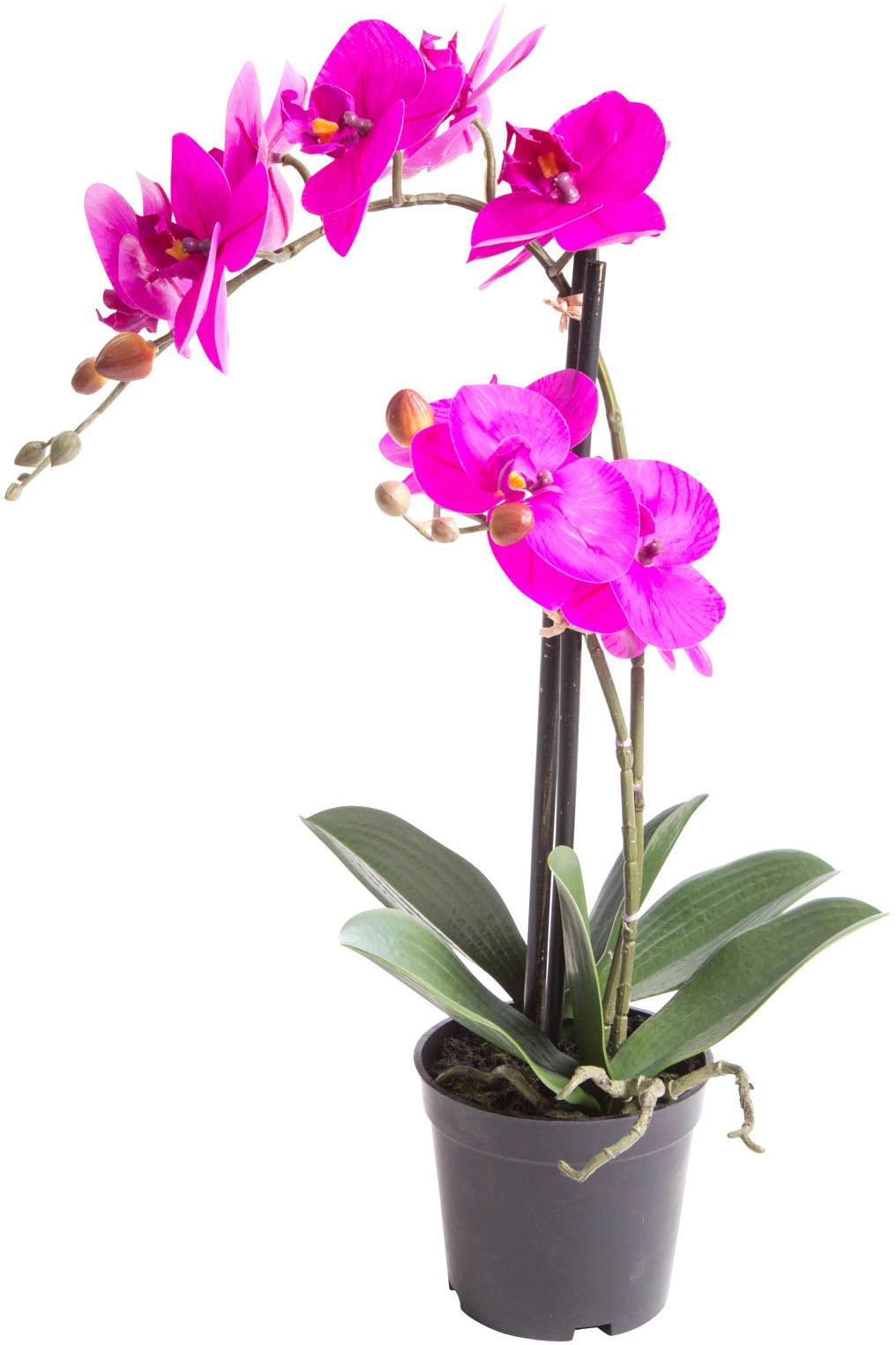 Botanic-Haus Kunstorchidee "Orchidee Bora" günstig online kaufen