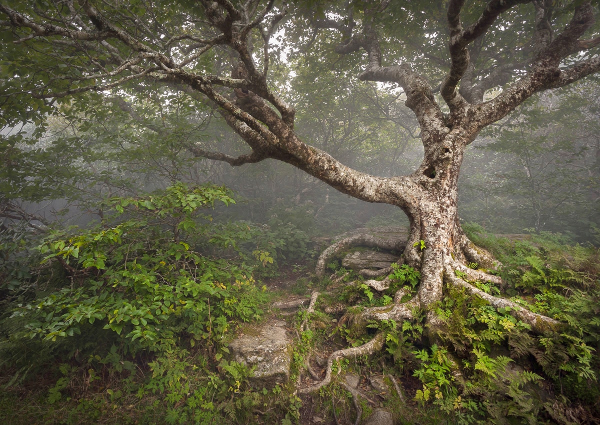 Papermoon Fototapete »Gruseliger Wald«