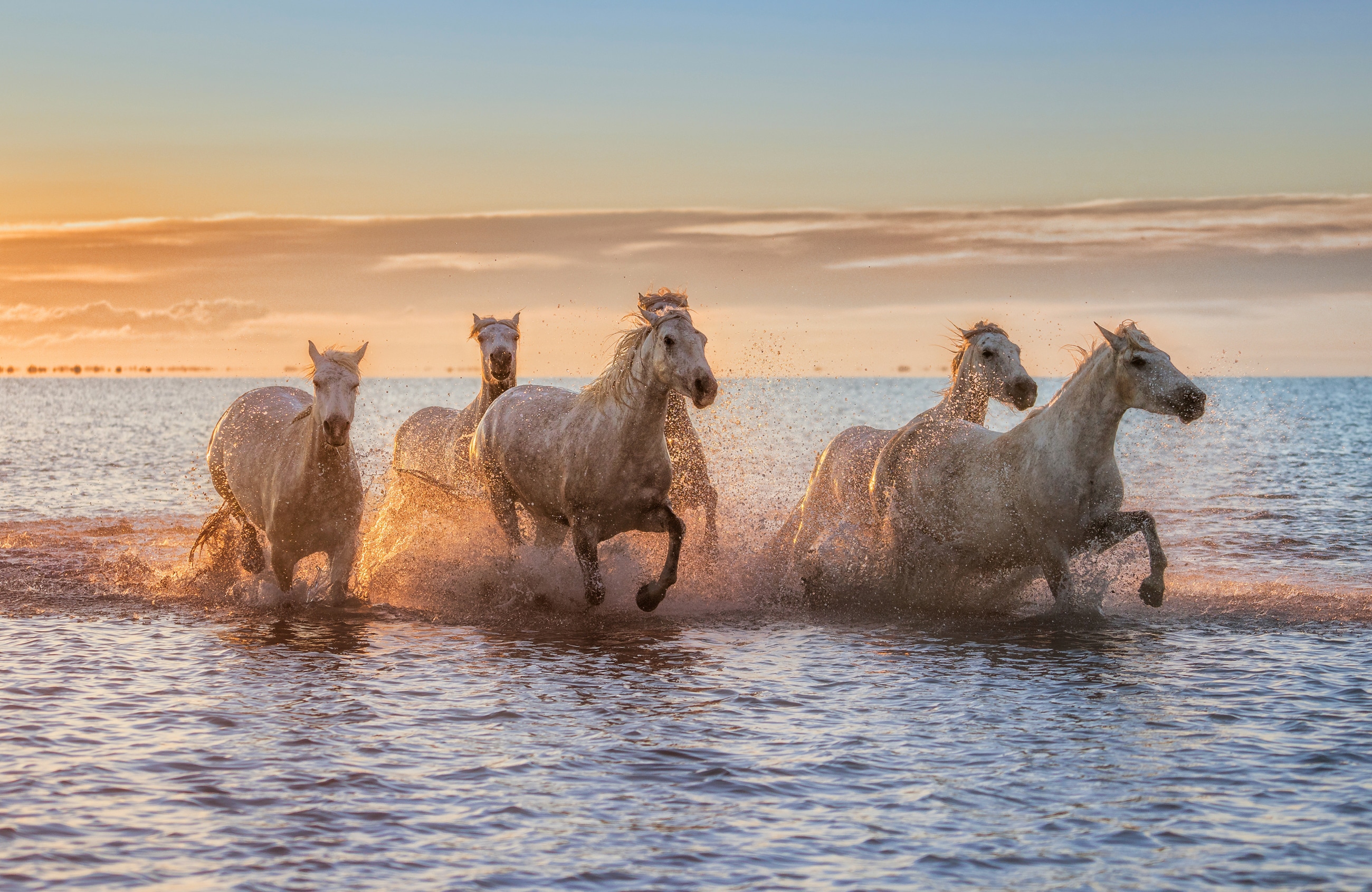 Papermoon Fototapete "Photo-Art ANTONI FIGUERAS BARRANCO, CAMARGUE-PFERDE II"