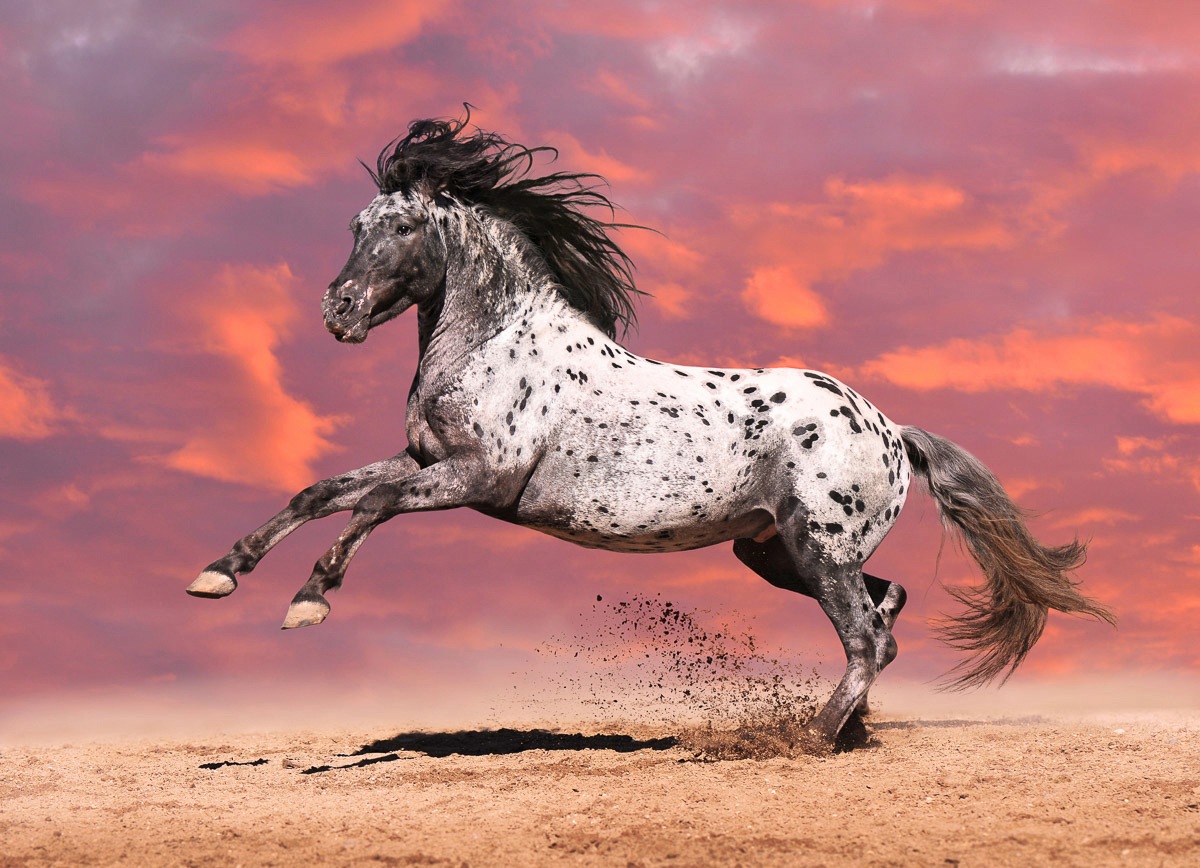 Papermoon Fototapete "Pferd" günstig online kaufen