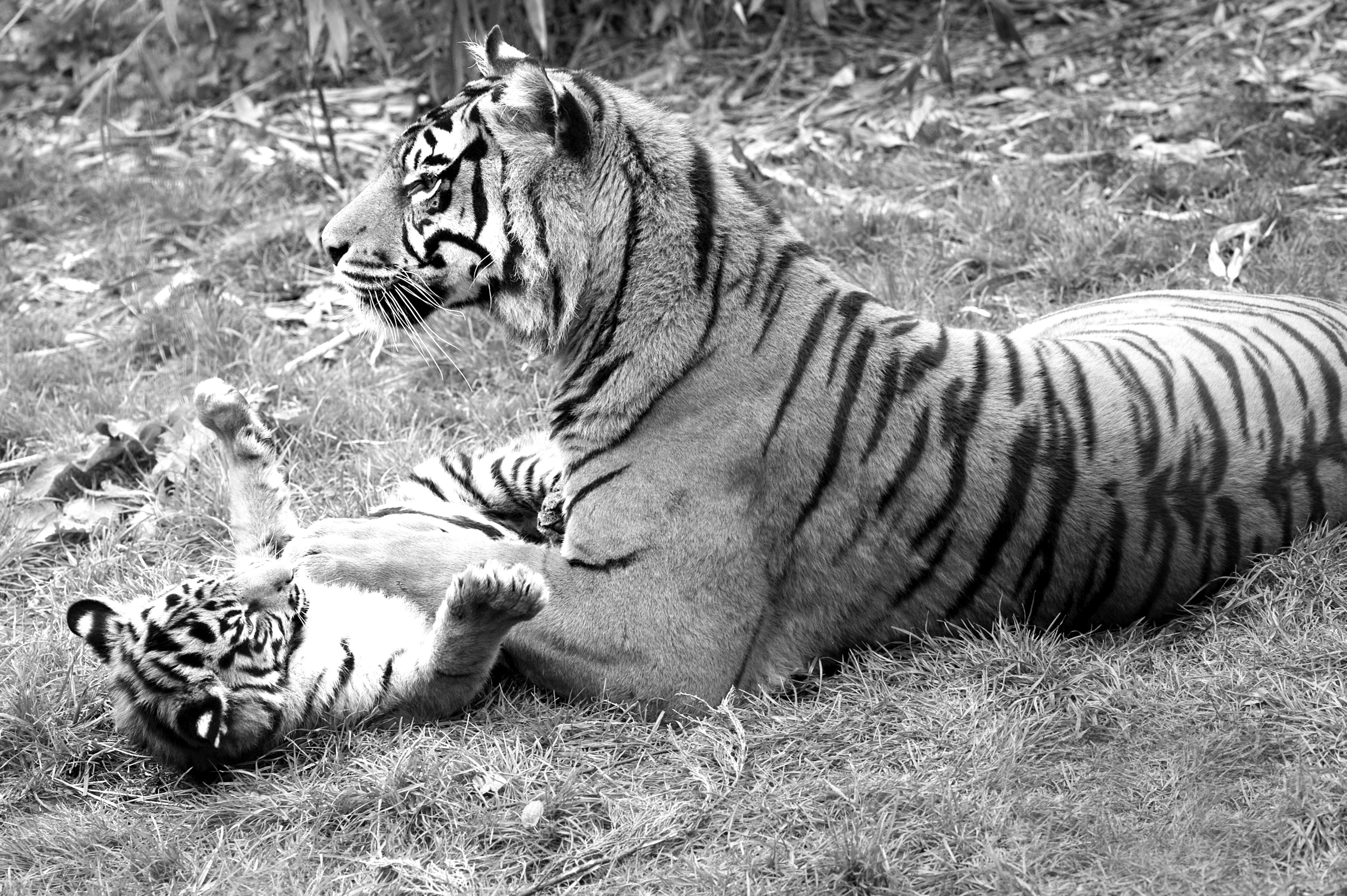 Papermoon Fototapete "Tiger Schwarz & Weiß"