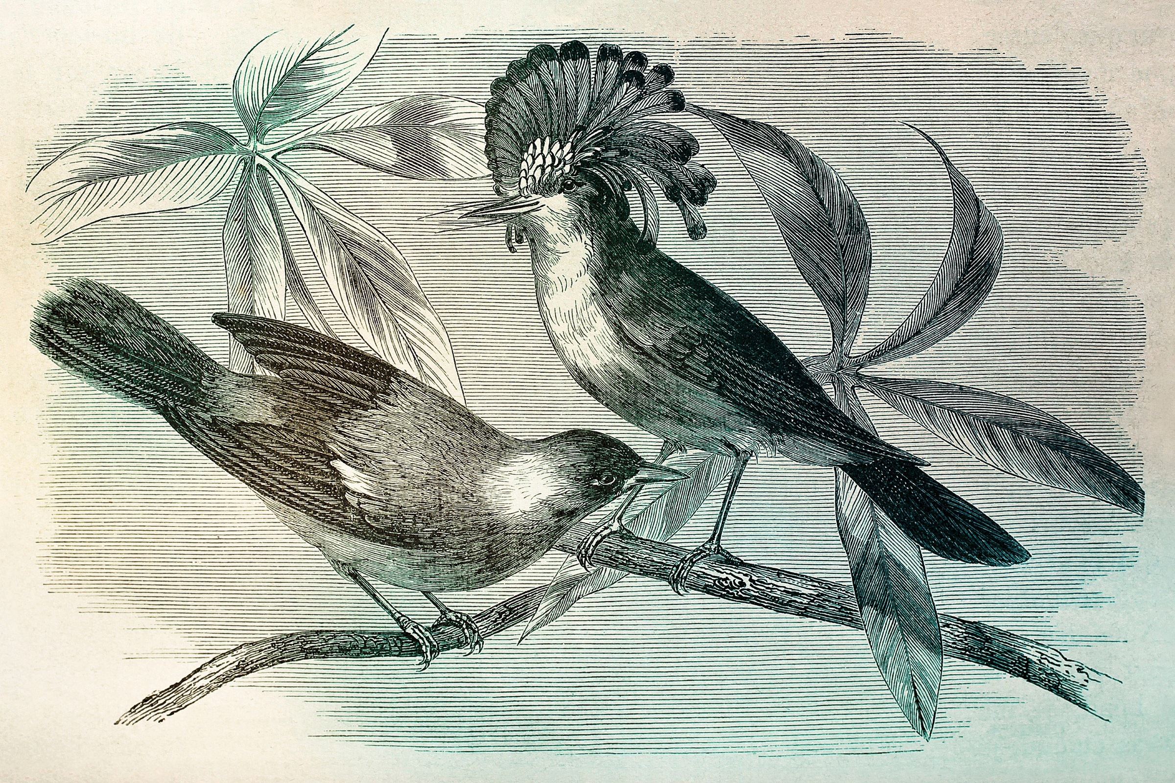 A.S. Création Leinwandbild »vintage birds« Gemälde | Kunst 1 Stk. tlg. Vogel Keilrahmen Bild Leinwand-Bild Wohnzimmer modern Wandbild Kinder