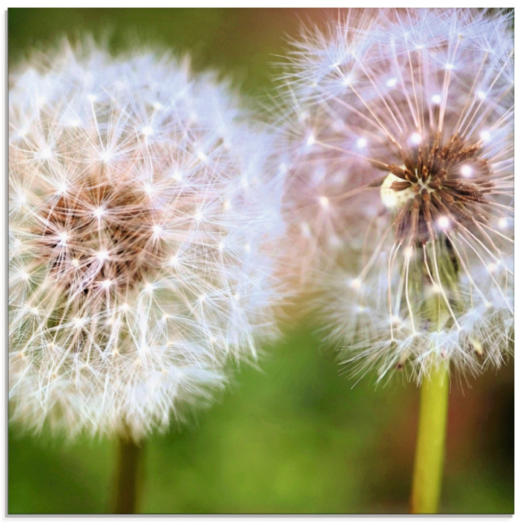 Artland Glasbild "Pusteblume Zweisamkeit" Blumen 1 Stk. tlg. in verschiedenen Größen