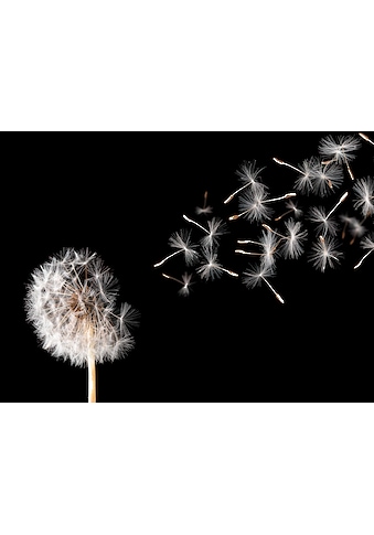 Papermoon Fototapetas »Dandelion«