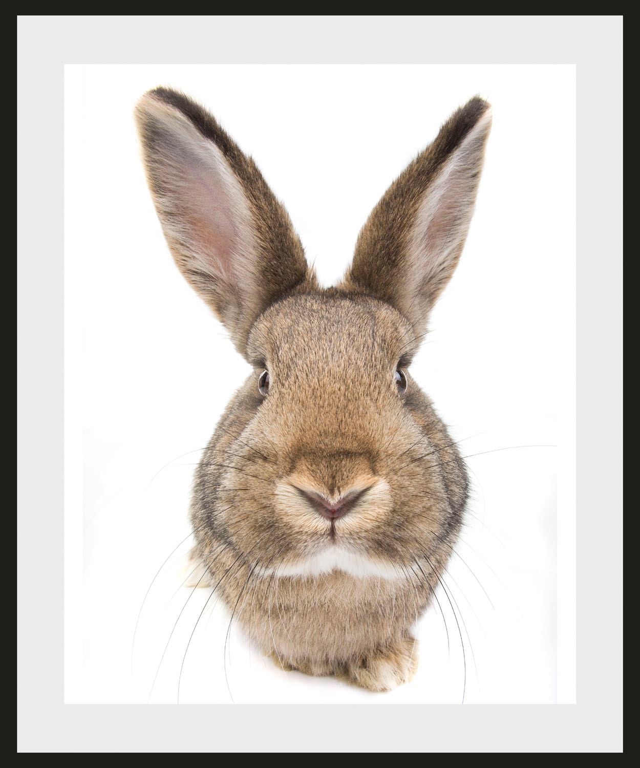 queence Bild "Algot", Hase, (1 St.) günstig online kaufen