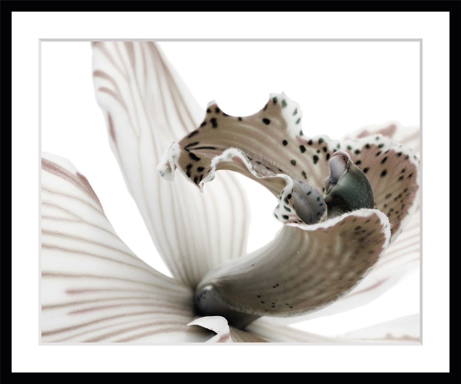 queence Paveikslas »Herkules« Blumen Rosen ger...