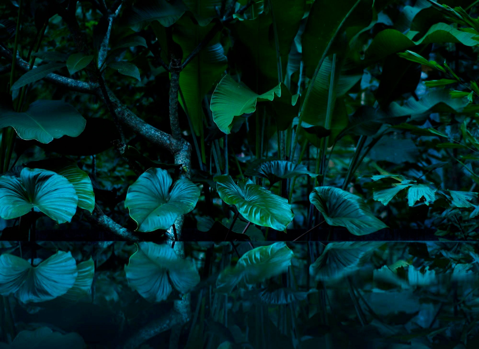 living walls Fototapete "Tropical Leafs Vlies" glatt Vlies, Wand, Schräge