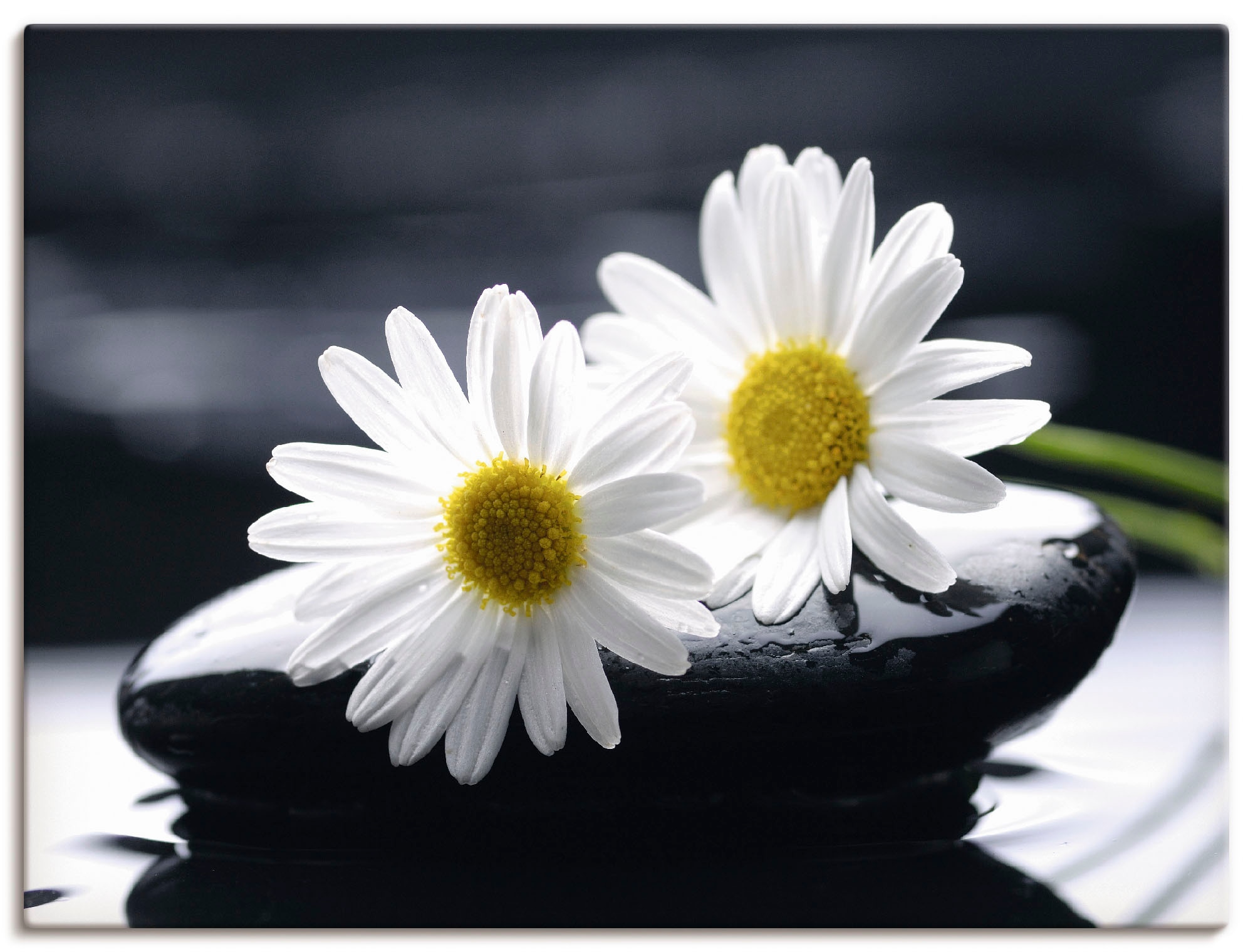 Artland Leinwandbild "Zwei Gerbera auf einem Zenstein", Blumen, (1 St.), auf Keilrahmen gespannt