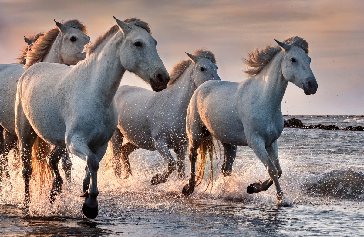 Papermoon Fototapete "PFERDE-CAMARGUE GALLOP STRAND MEER TIERE KÜSTE PROVENCE"