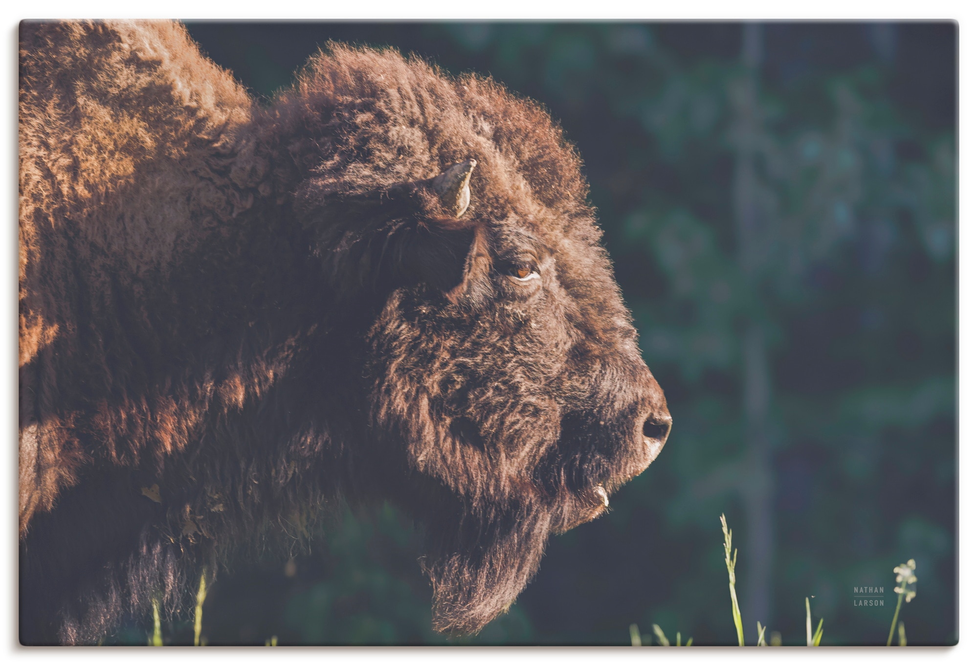 Wandbild ARTLAND "Bison Meditation", farbe bild(er): braun, B:60cm H:40cm, Bilder, als Alubild, Leinwandbild, Poster, Wandaufkleber in verschied. Größen