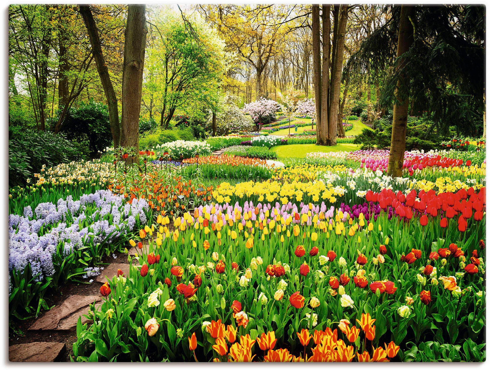 bestellen | Artland (1 Alubild, Wandbild Garten Blumenwiese, St.), Wandaufkleber Leinwandbild, »Tulpen in als Poster oder Größen versch. BAUR Frühling«,