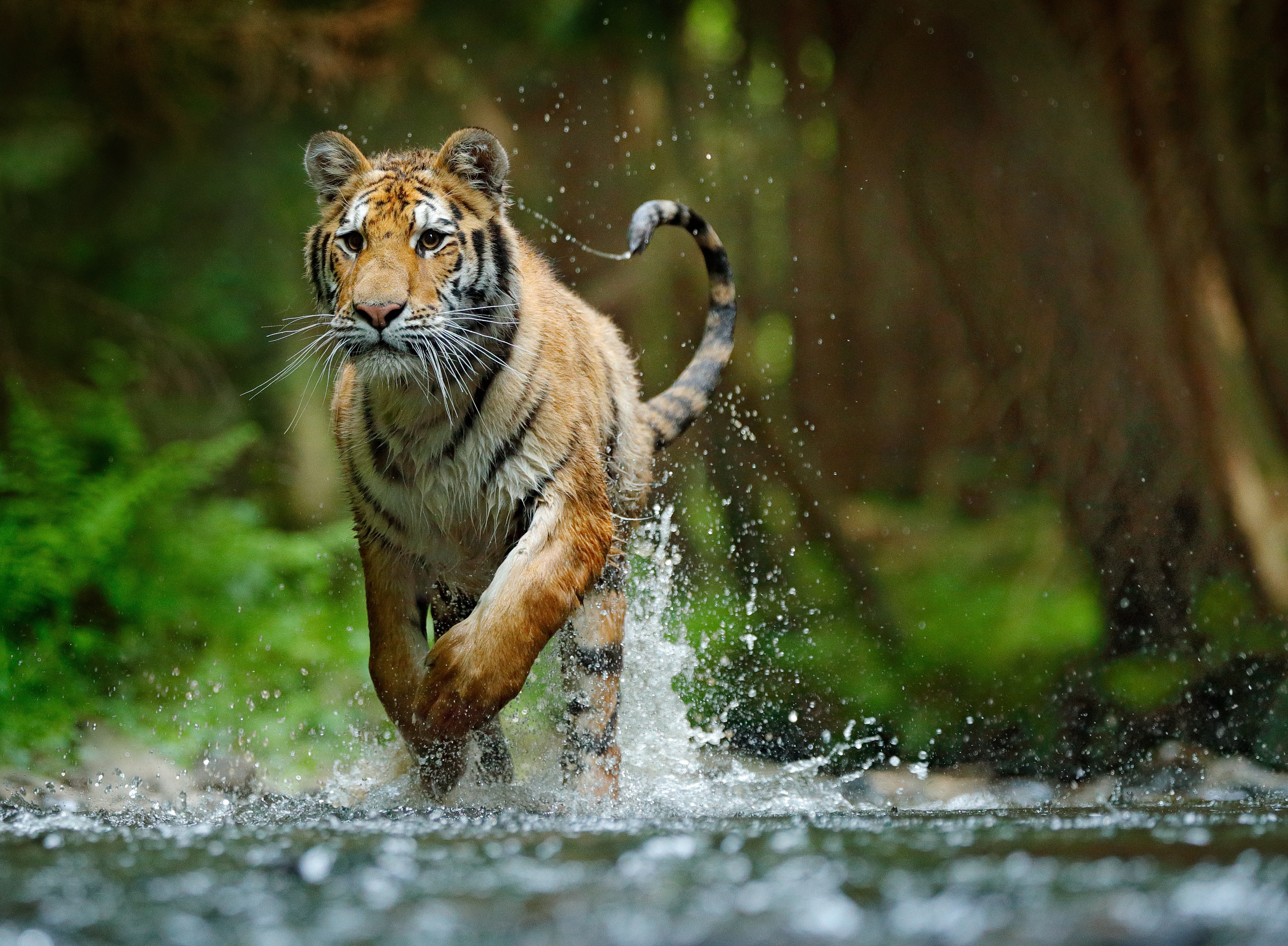 Papermoon Fototapete "Siberian Amur Tiger" glatt