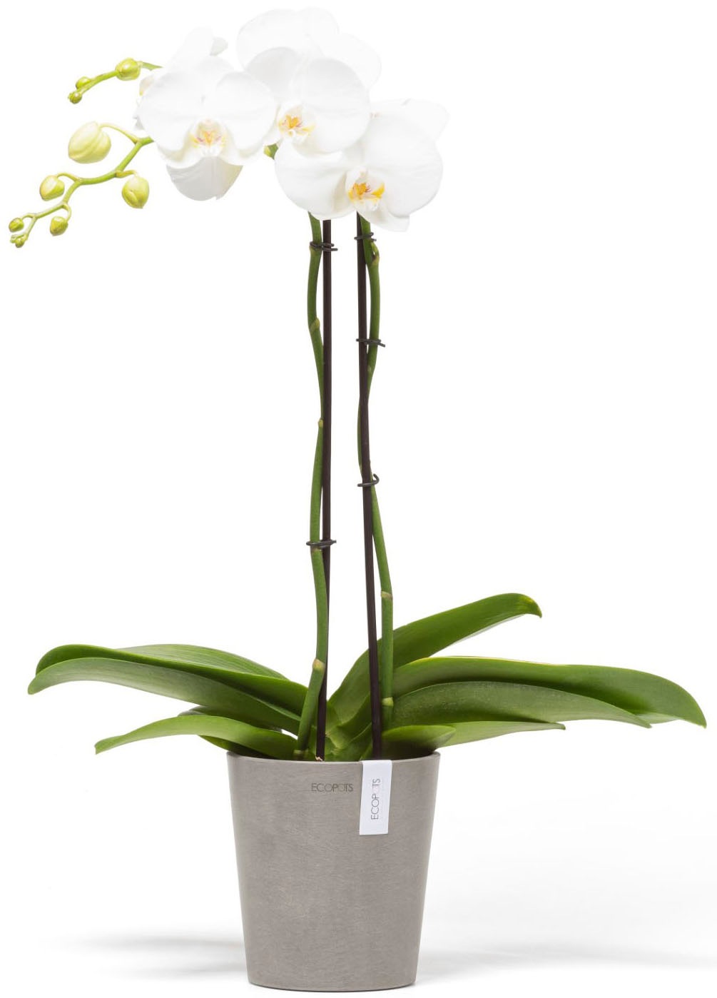 ECOPOTS Blumentopf »Morinda Orchidee 14 Taupe« für den Innenbereich