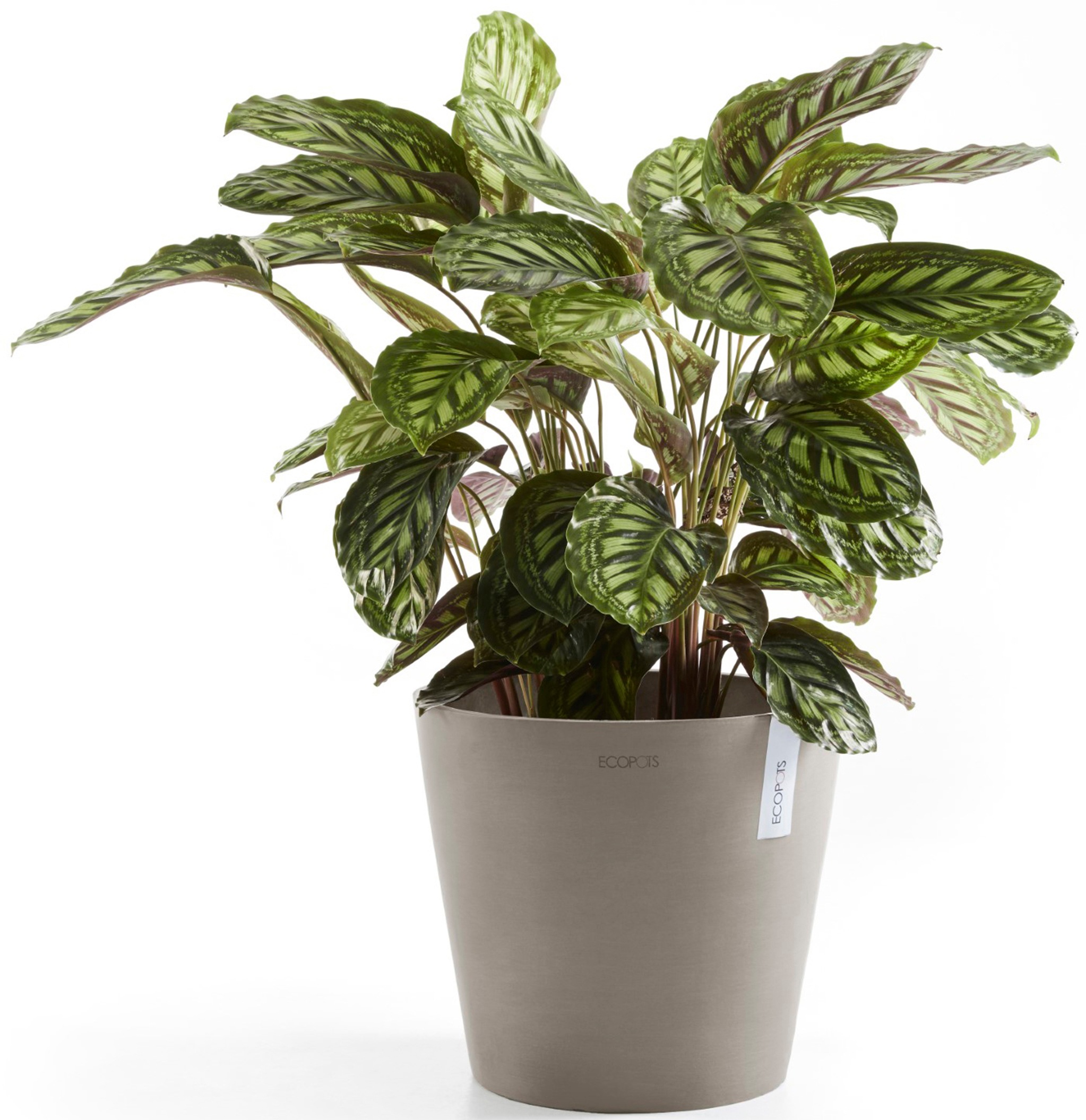 ECOPOTS Blumentopf »Amsterdam 30 + Wassersystem Taupe«, für innen und außen: frostsicher, bruchsicher und lichtbeständig