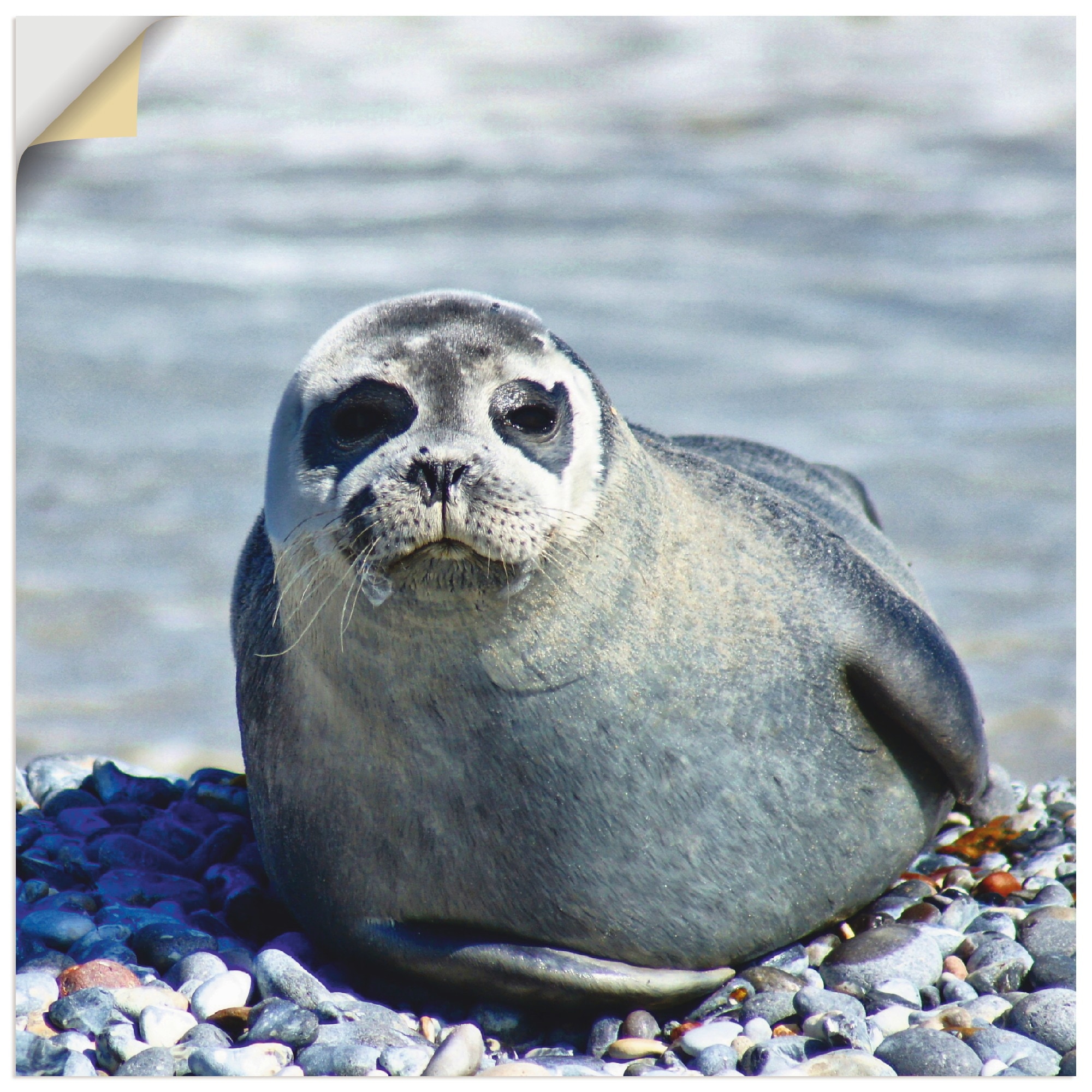 St.), versch. Wassertiere, | in bestellen Helgoland«, Alubild, von (1 »Robbe oder Wandbild Größen am Poster Strand Leinwandbild, als Wandaufkleber BAUR Artland