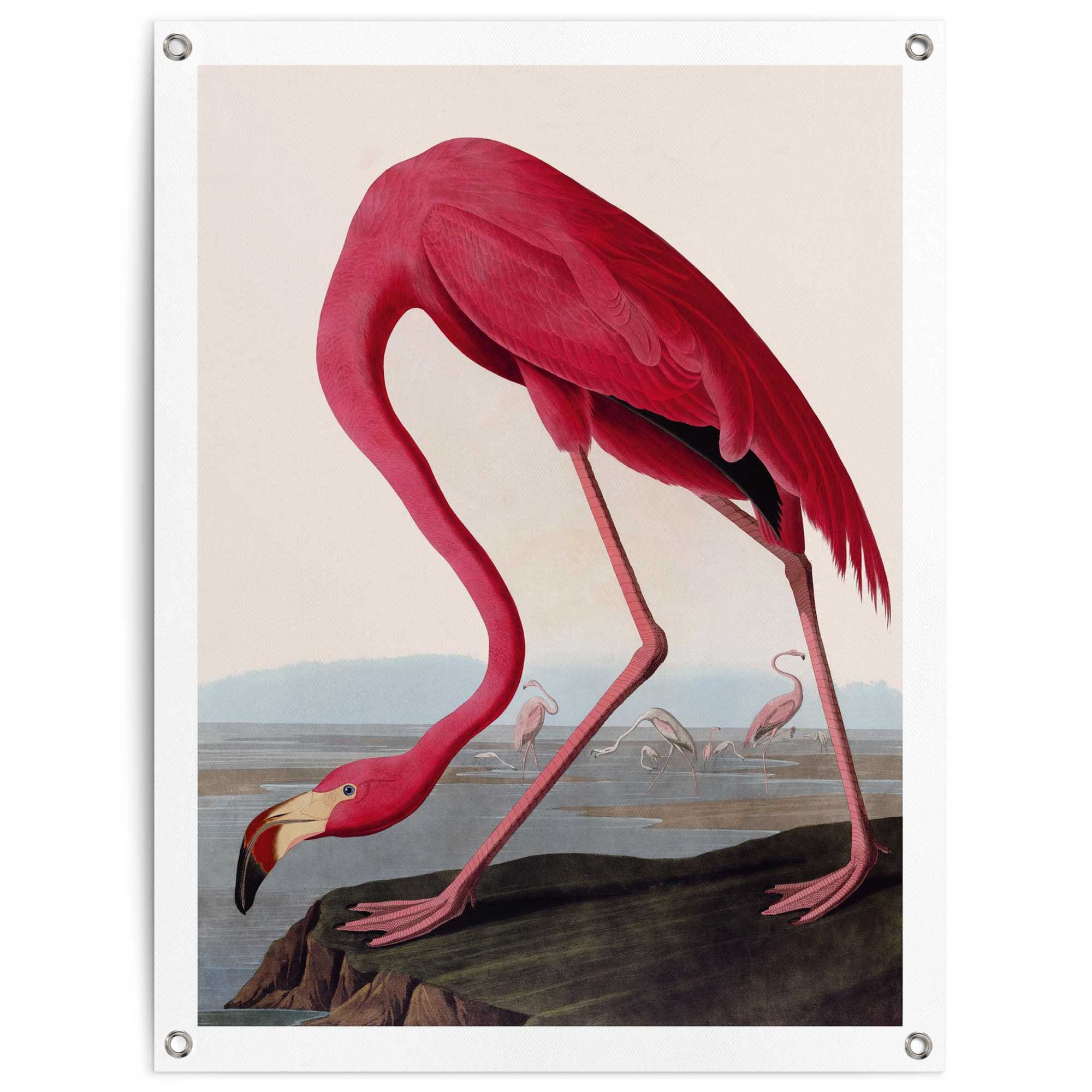 Reinders Poster "Audubon Flamingo", Garten - Rosa - Leinwand - Tiere - 60x8 günstig online kaufen