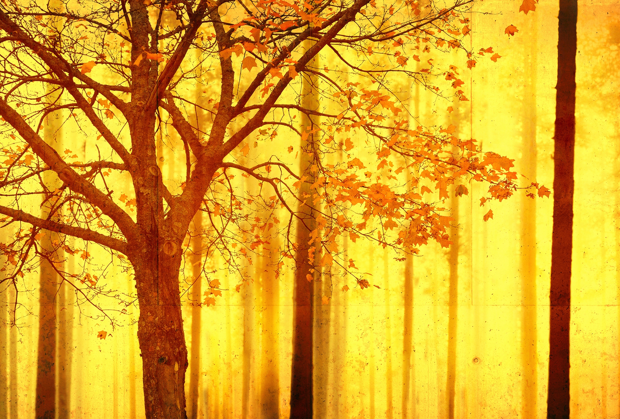 Architects Paper Fototapete "Atelier 47 Edge 2" Wald glatt Wald Fototapete Edge 4,00 m x 2,70 m 200 g Vlies Premium Tapete Natur