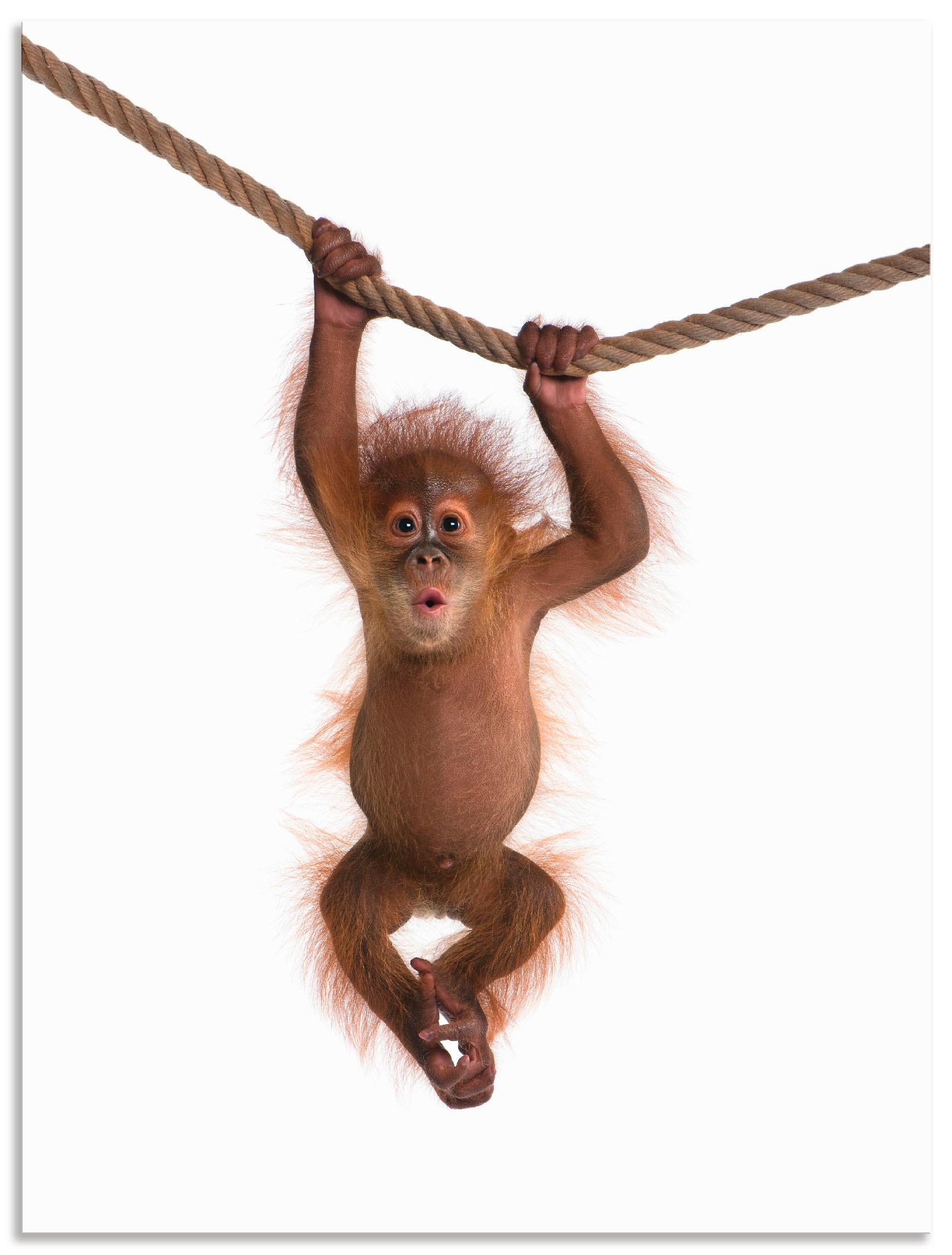 Artland Alubild, Orang »Baby BAUR Leinwandbild, Größen Utan Wandbild versch. Seil hängt an als | Wandaufkleber (1 oder in St.), bestellen II«, Wildtiere, Poster