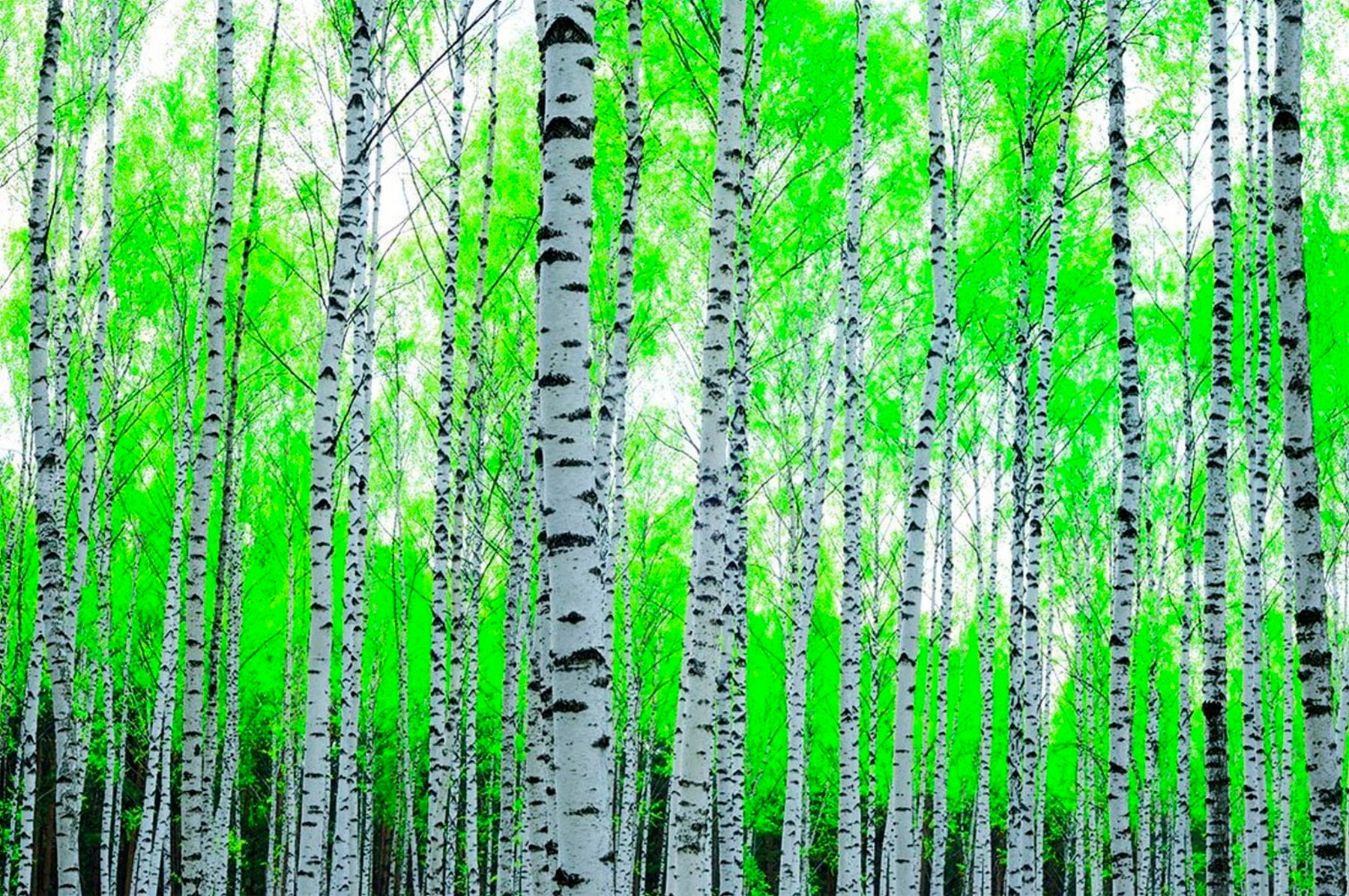 Papermoon Fototapete "Birch Forest" glatt